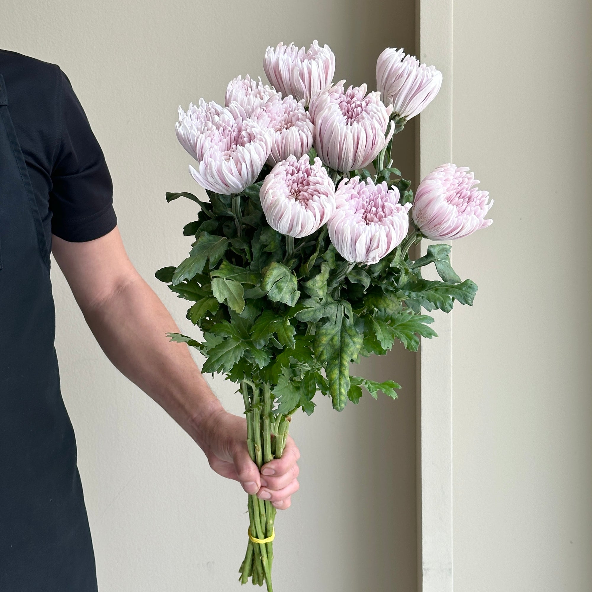 Chrysanthemum - Honeymoon