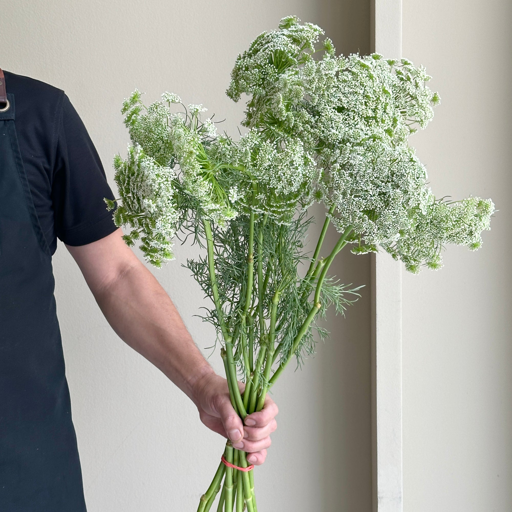 Ammi White Casablanca (10 stems)