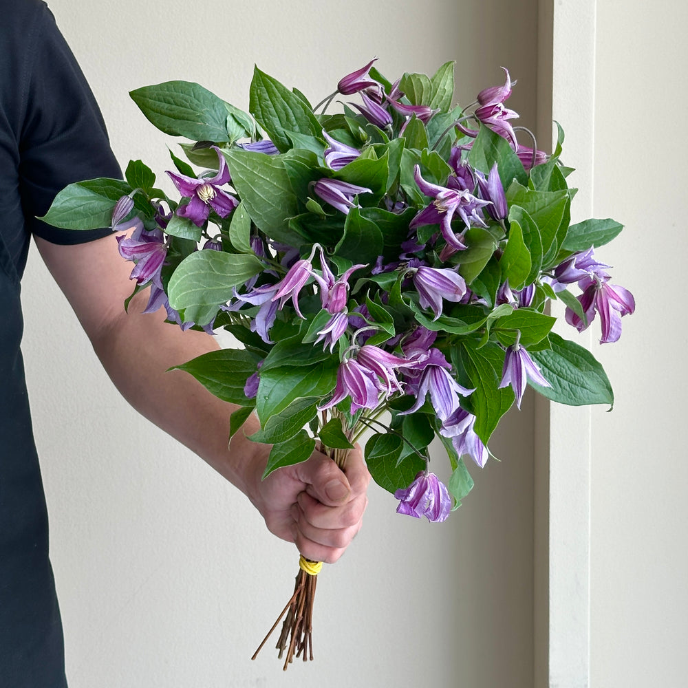 Clematis Mix - Purples and Pods (20 stems)