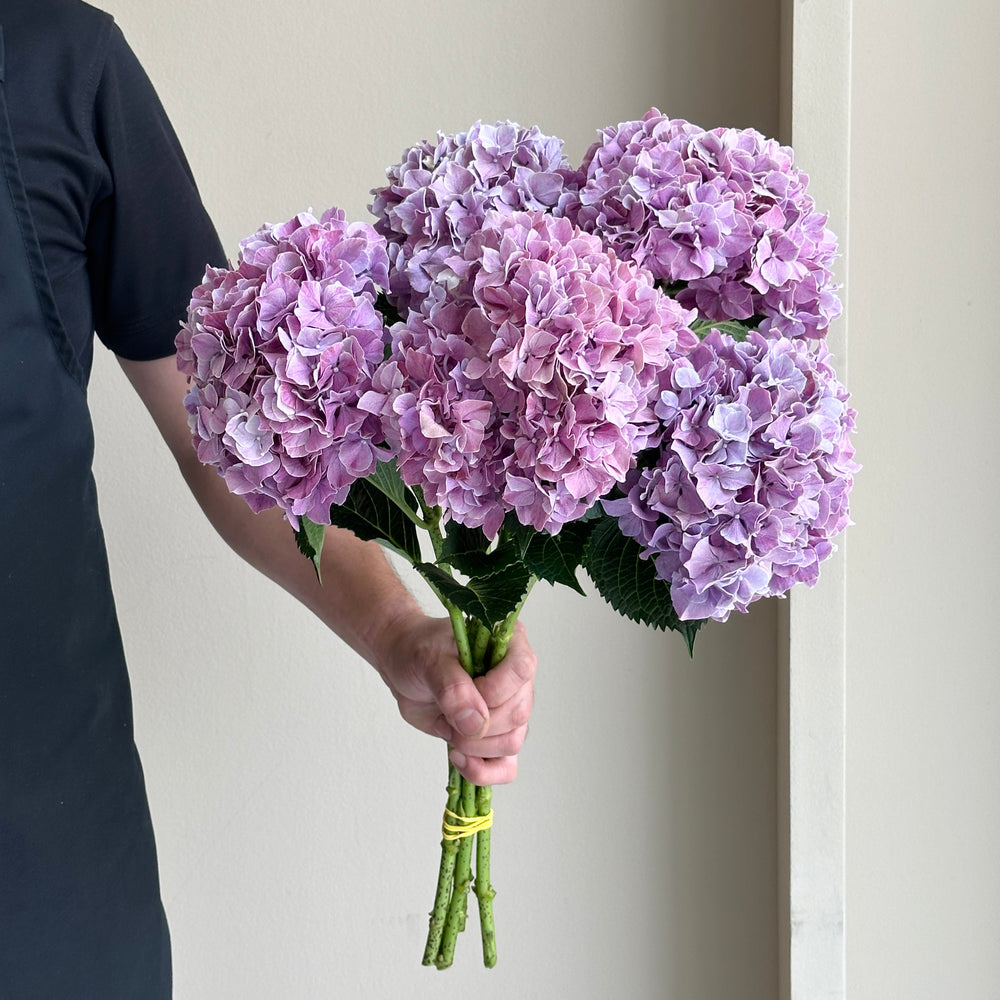 Hydrangeas - Magical Sweet Ruby