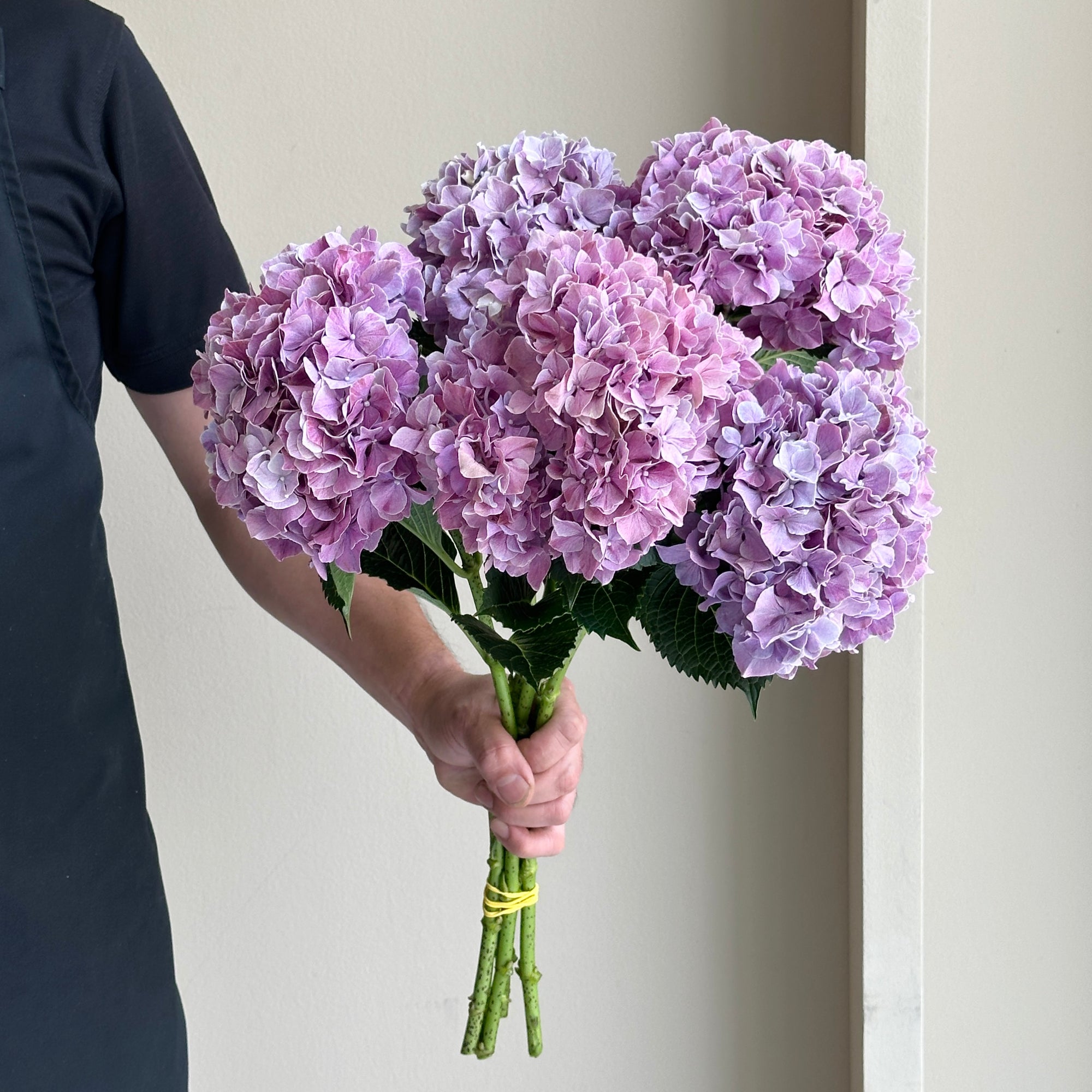 Hydrangeas - Magical Sweet Ruby