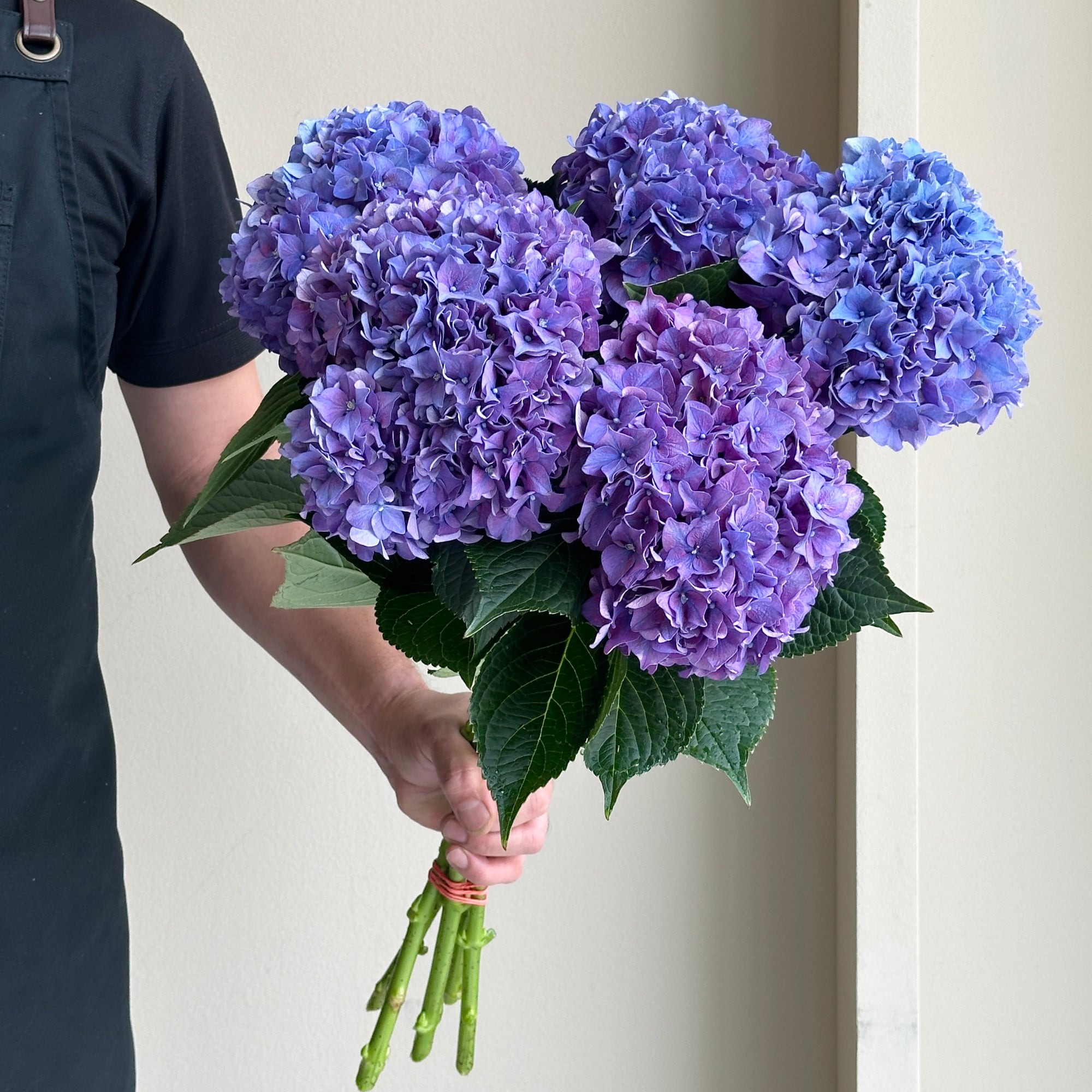 Hydrangeas - Rodeo Purple