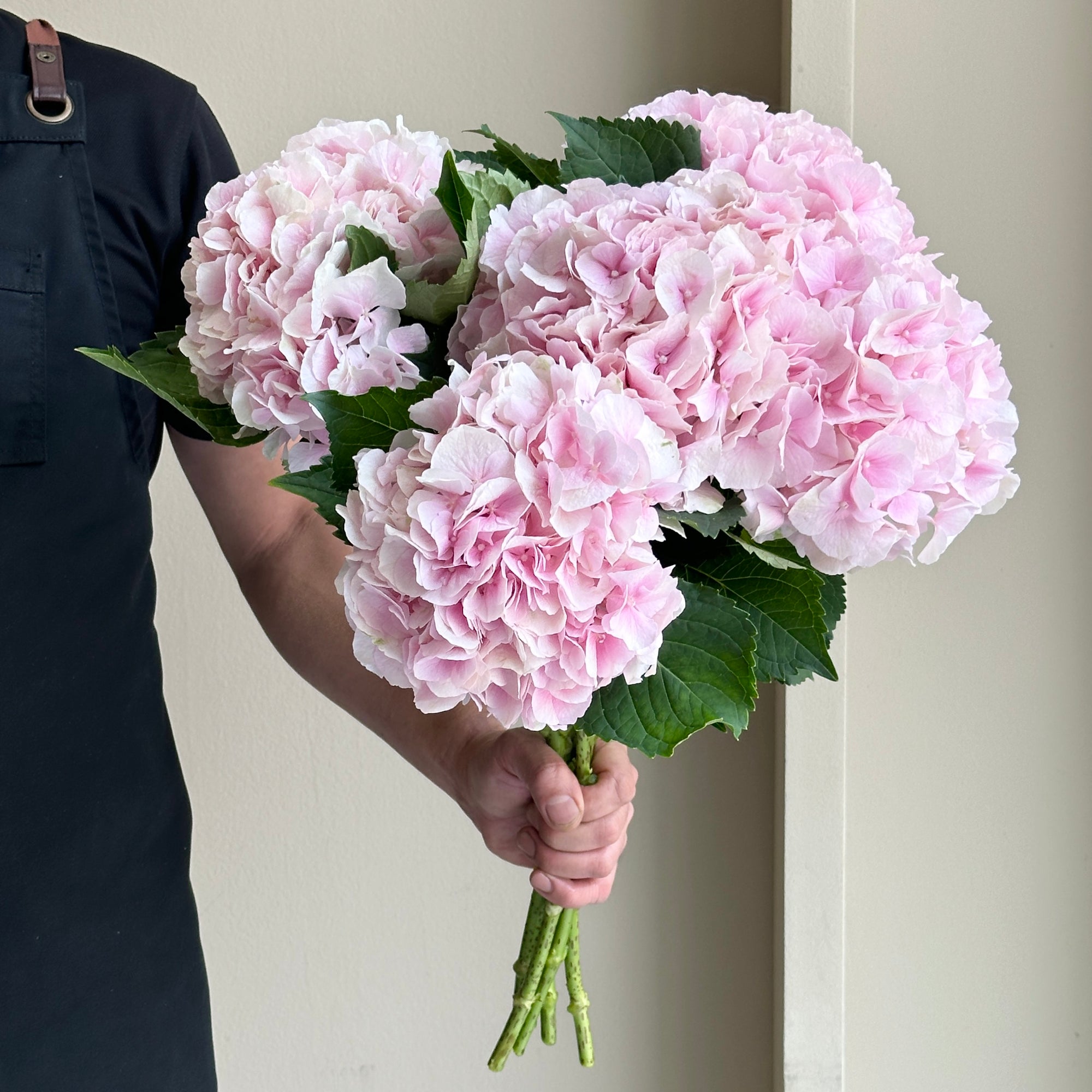 Hydrangeas - Verena Pink