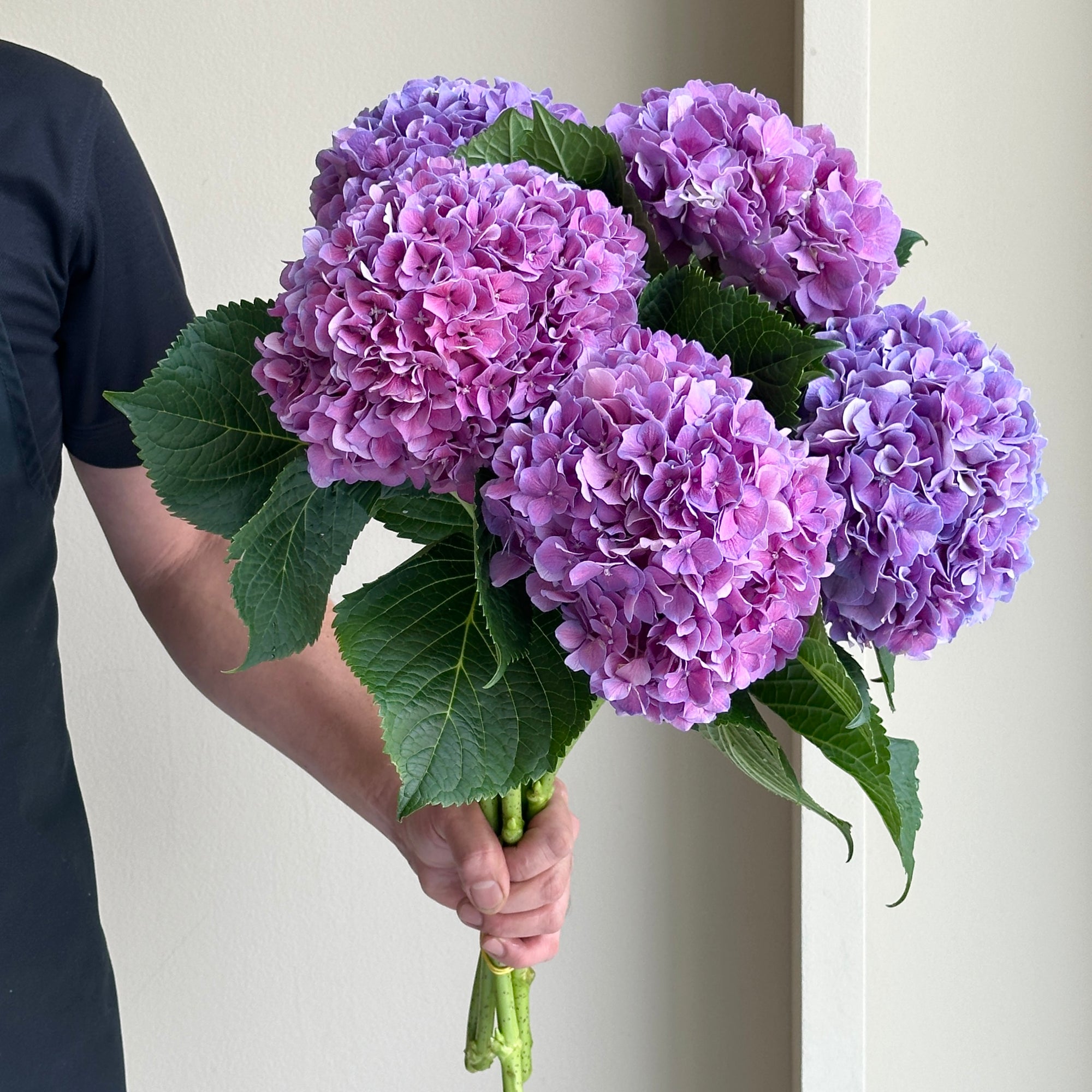 Hydrangeas - Cassanova Purple
