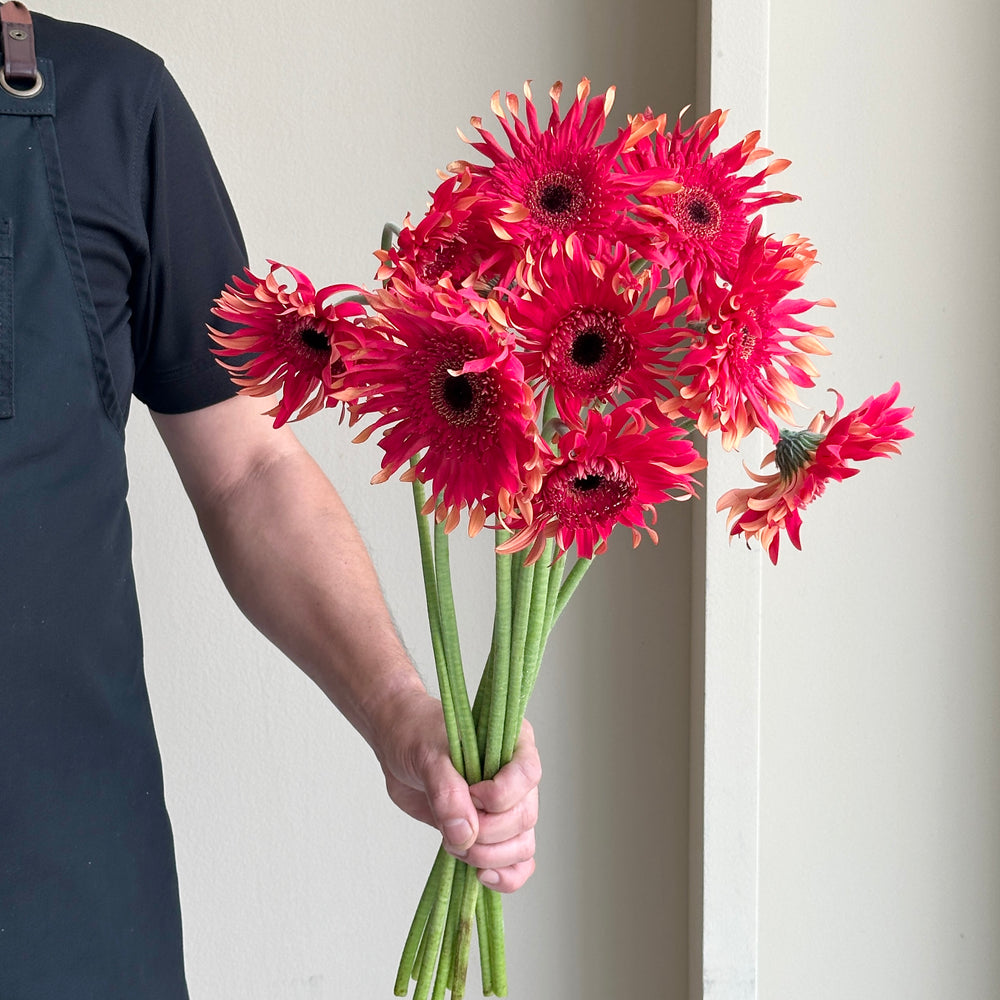 Gerbera - Foxy Red (10 stems)
