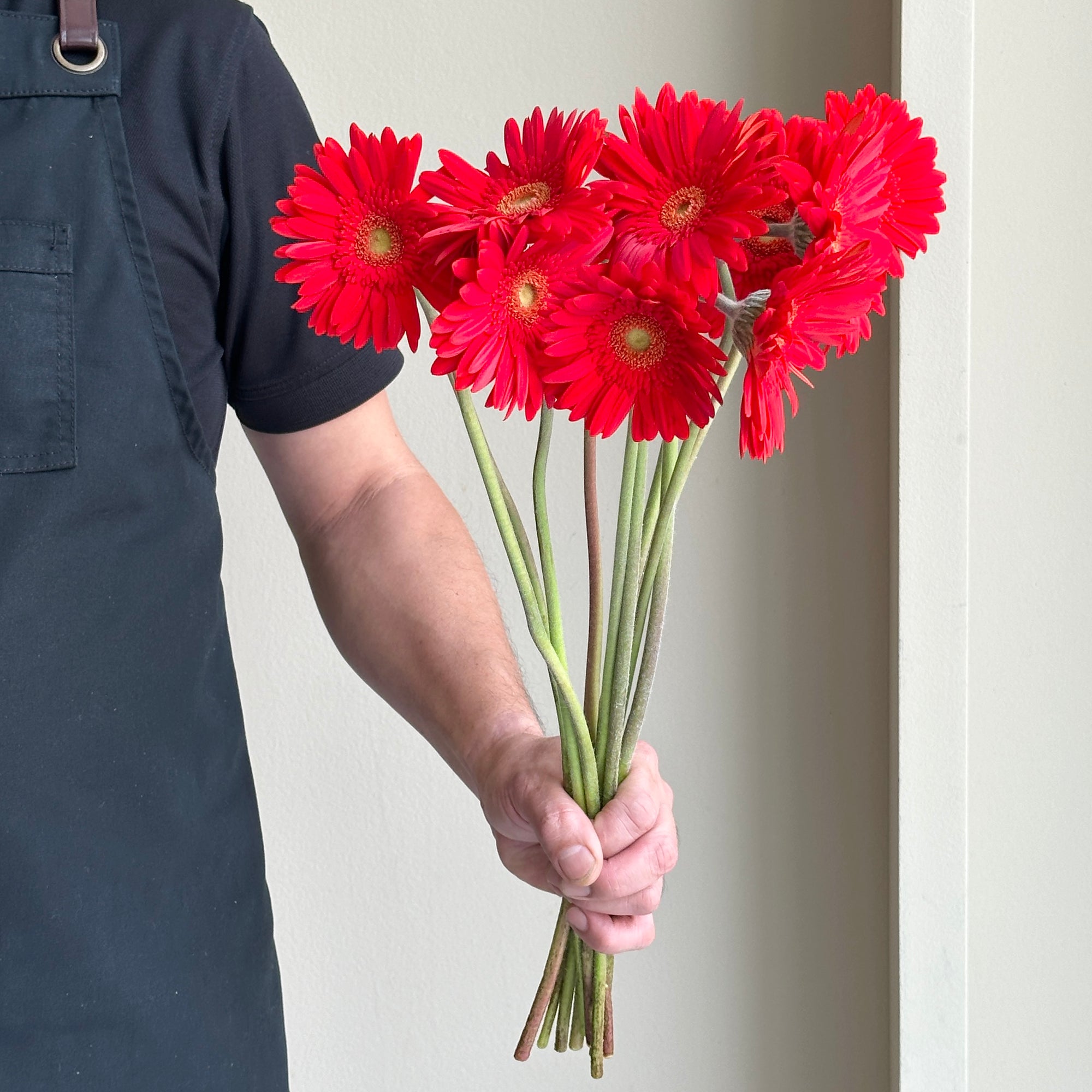 Gerbera - Mini Red Explosion (15 stems)