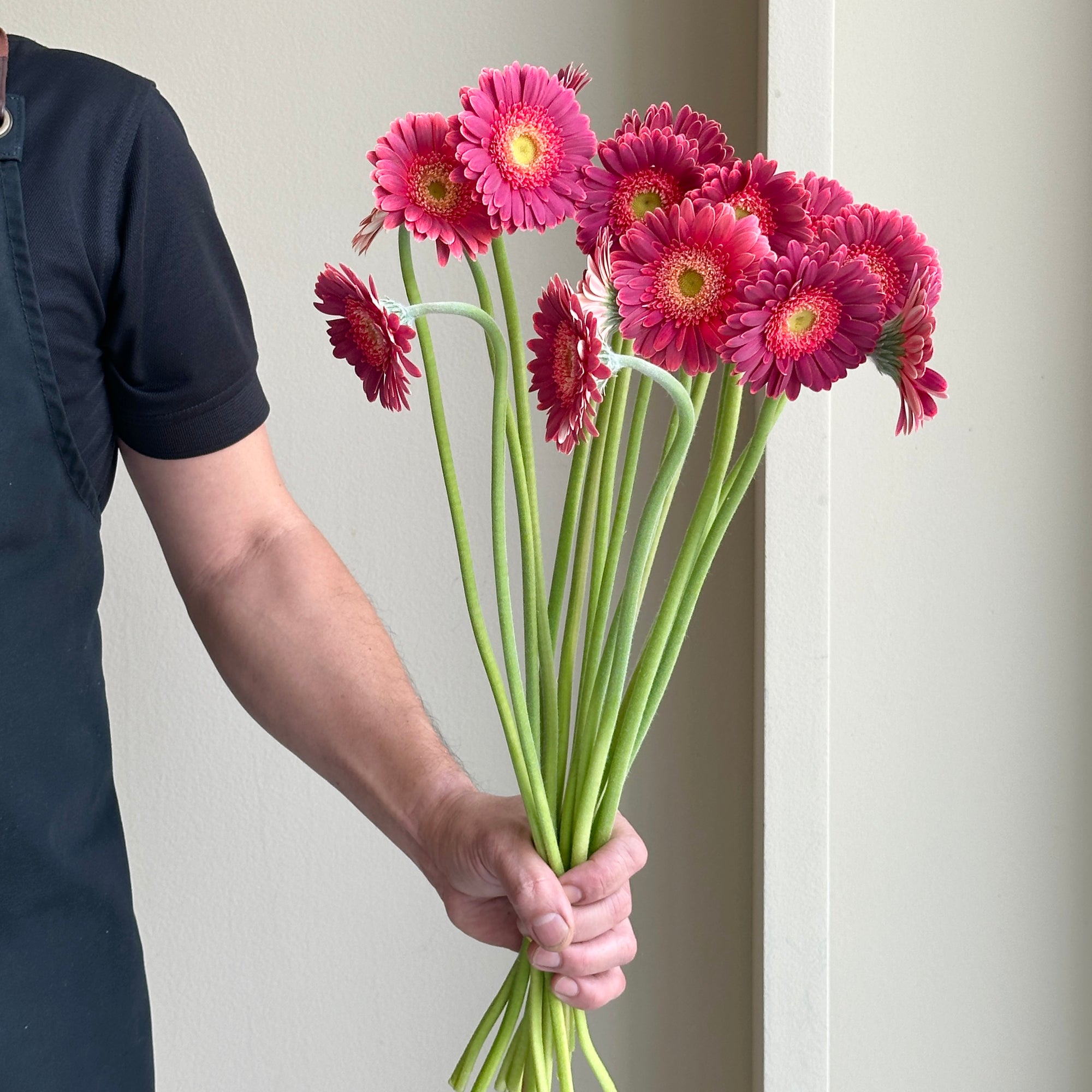 Gerbera - Mini Bizar Purple (15 stems)