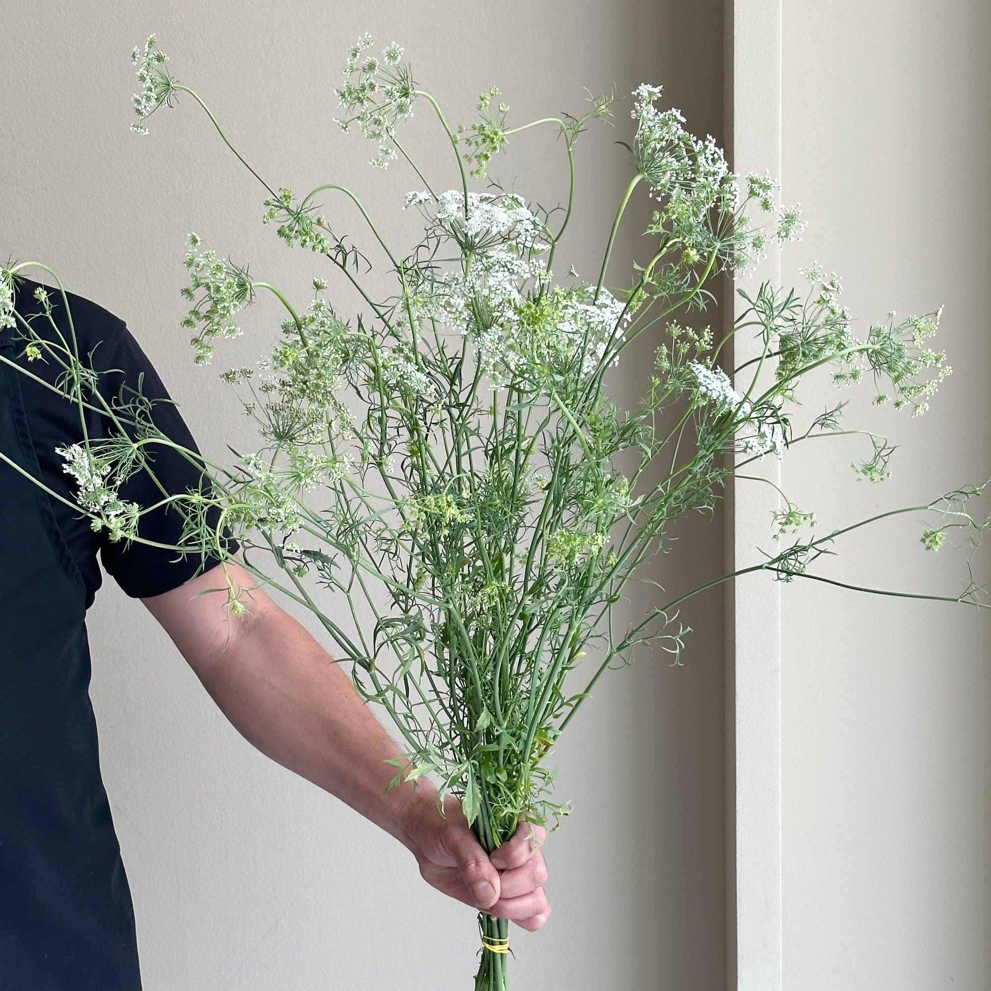 Ammi Majus Graceland (Queen Anne's Lace) (10 stems)