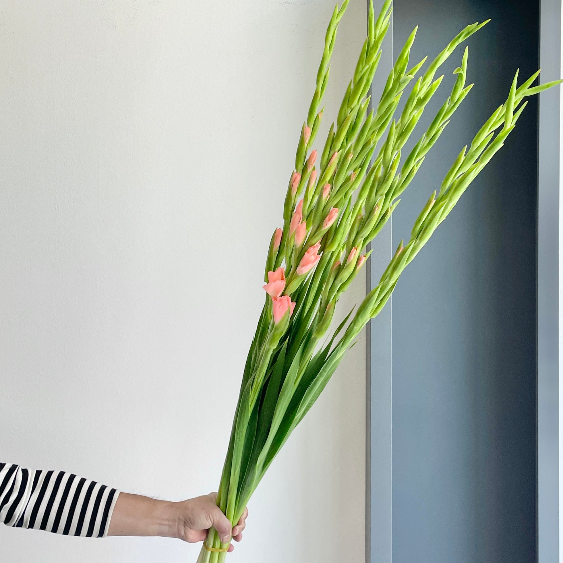 Gladioli - Sugar Babe Peach