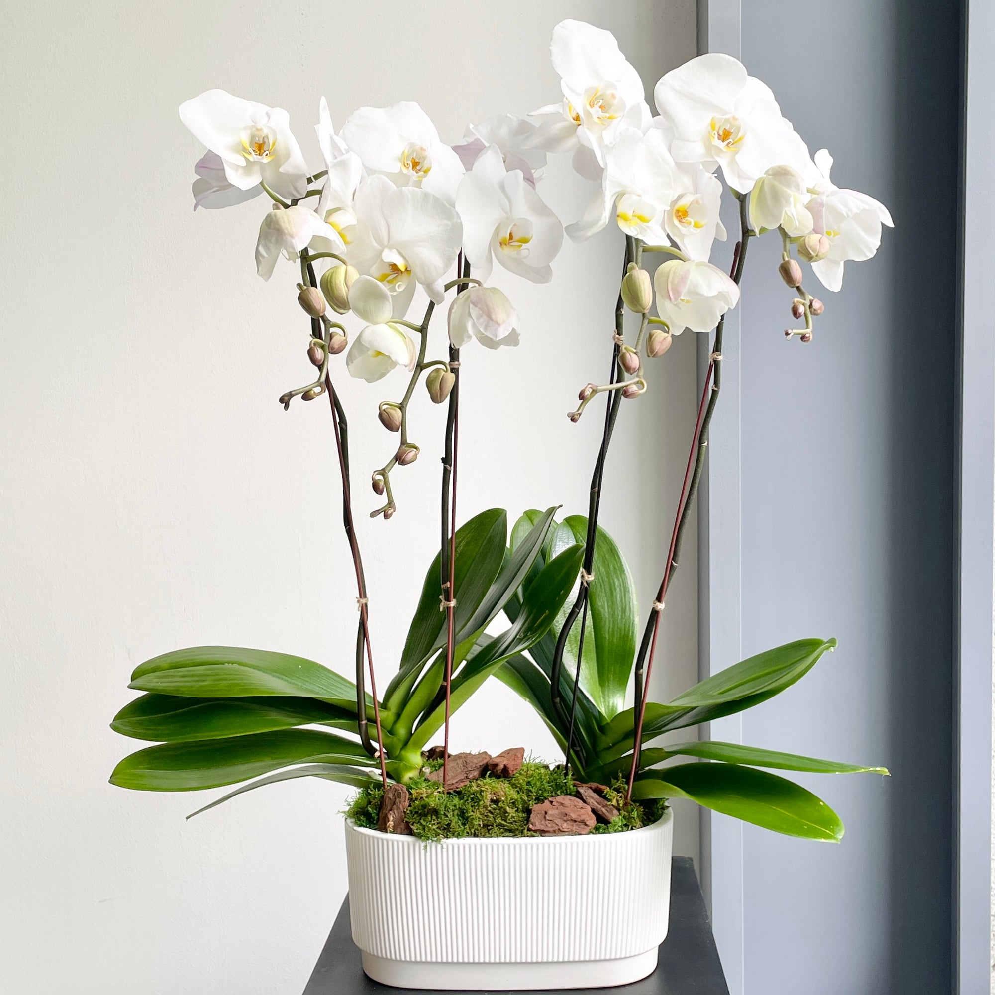 Phalaenopsis Plant - White