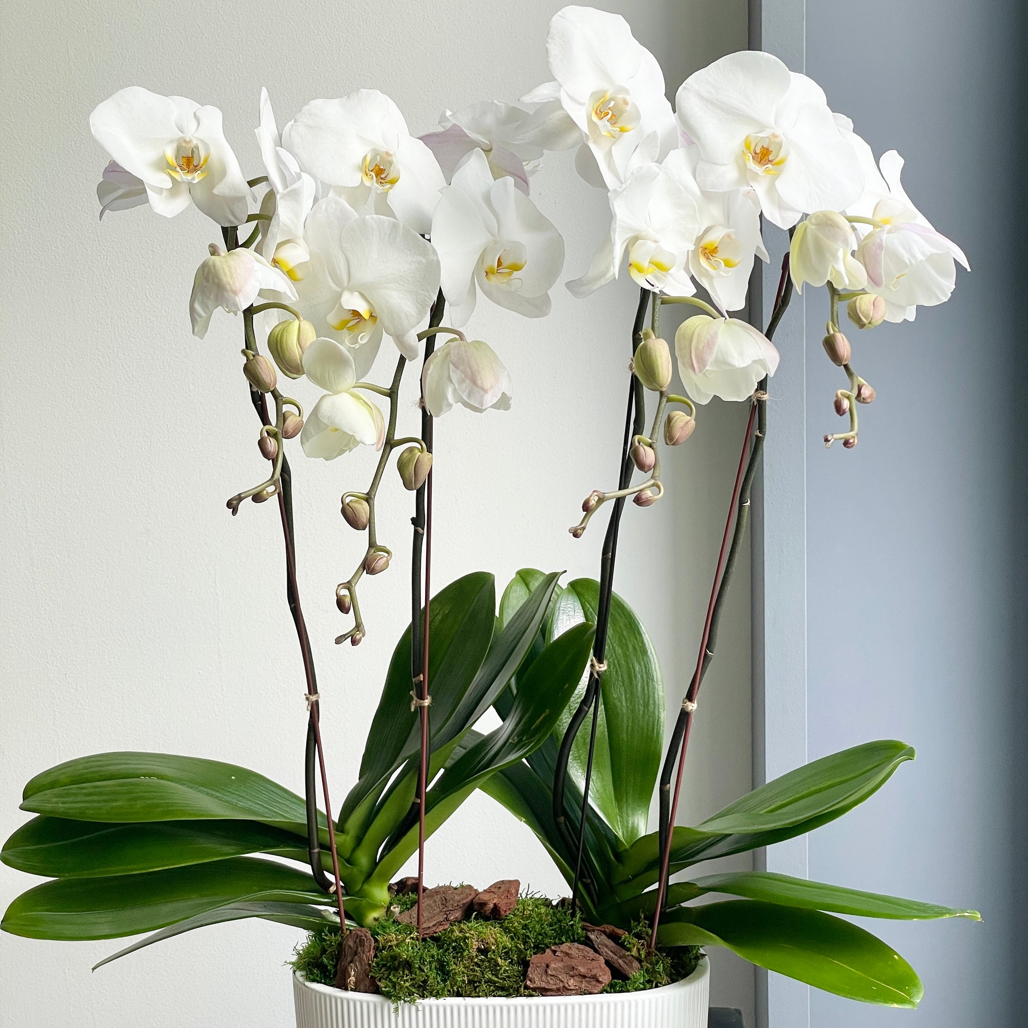 Phalaenopsis Plant - White