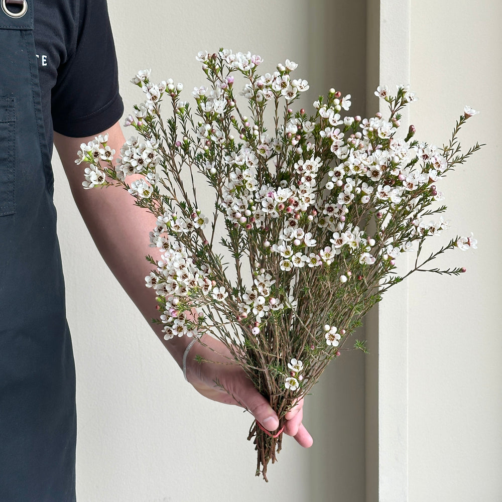 Wax Flower - Maya White (20 stems)
