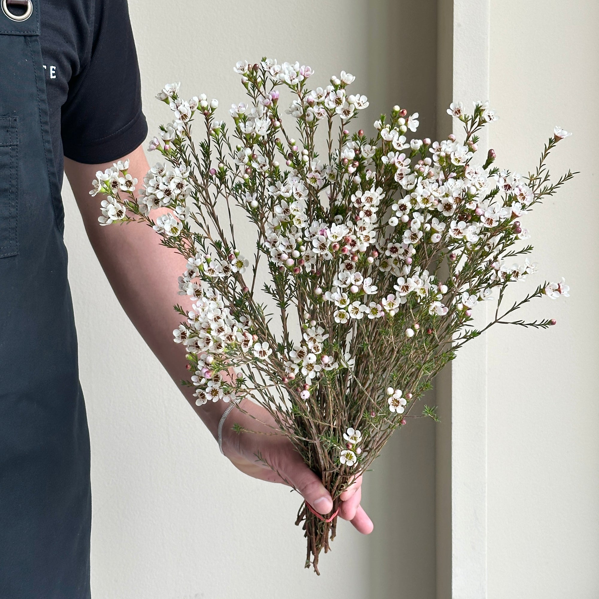 Wax Flower - Maya White (20 stems)