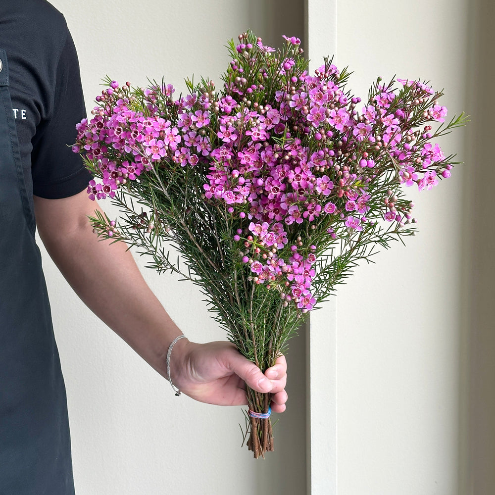 Wax Flower - Eden Purple (15 stems)