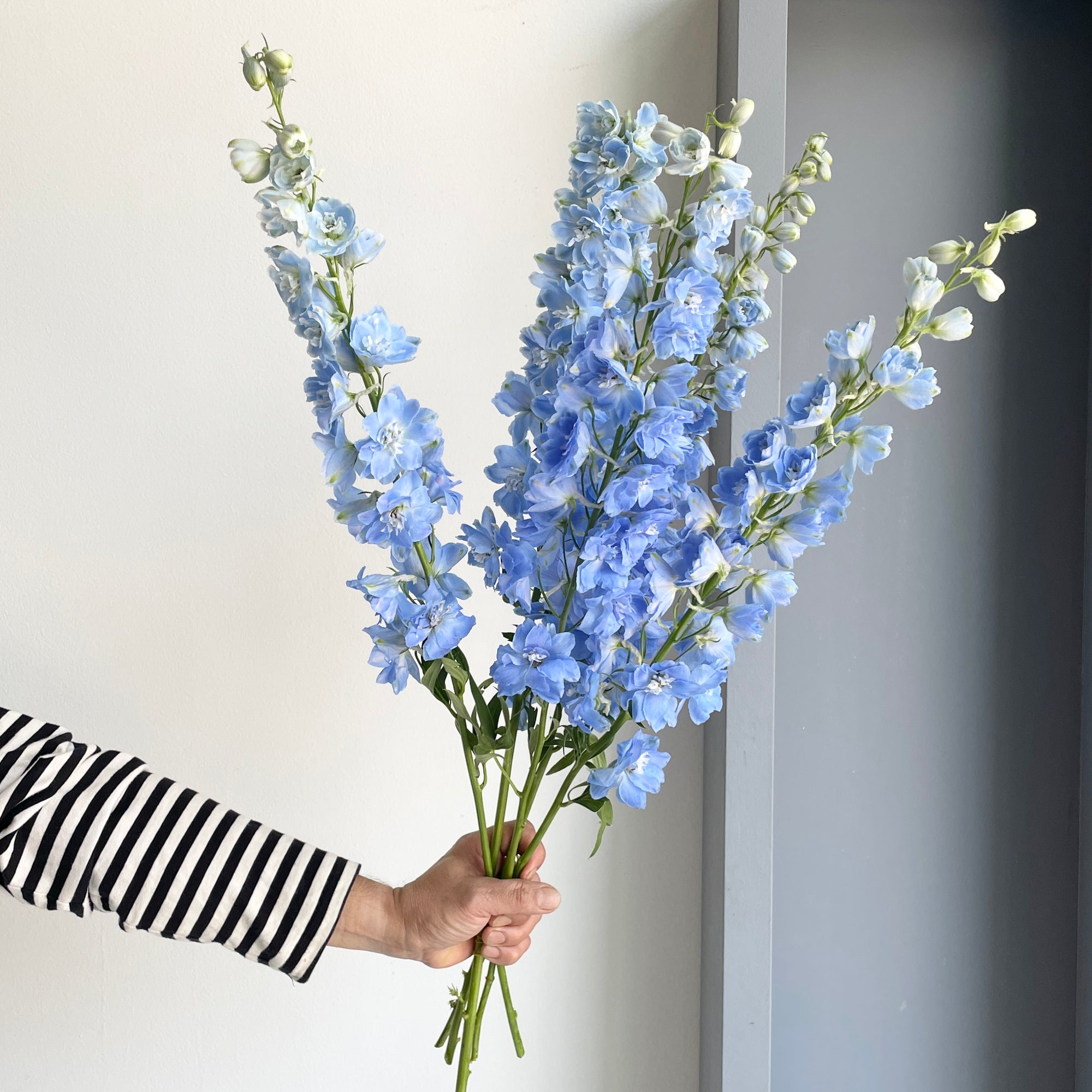 Delphiniums - Light Blue (5 stems - 70cm)