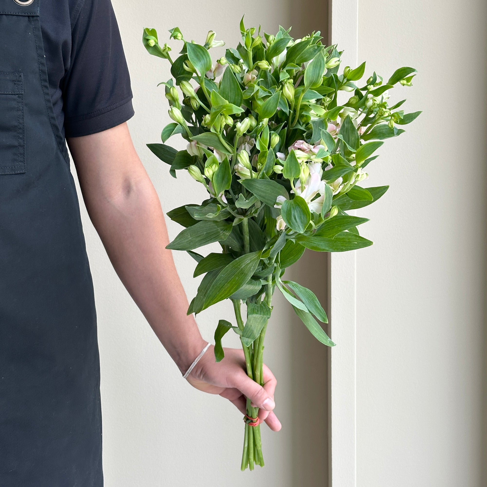 Alstroemerias - Light Pink (10 stems)