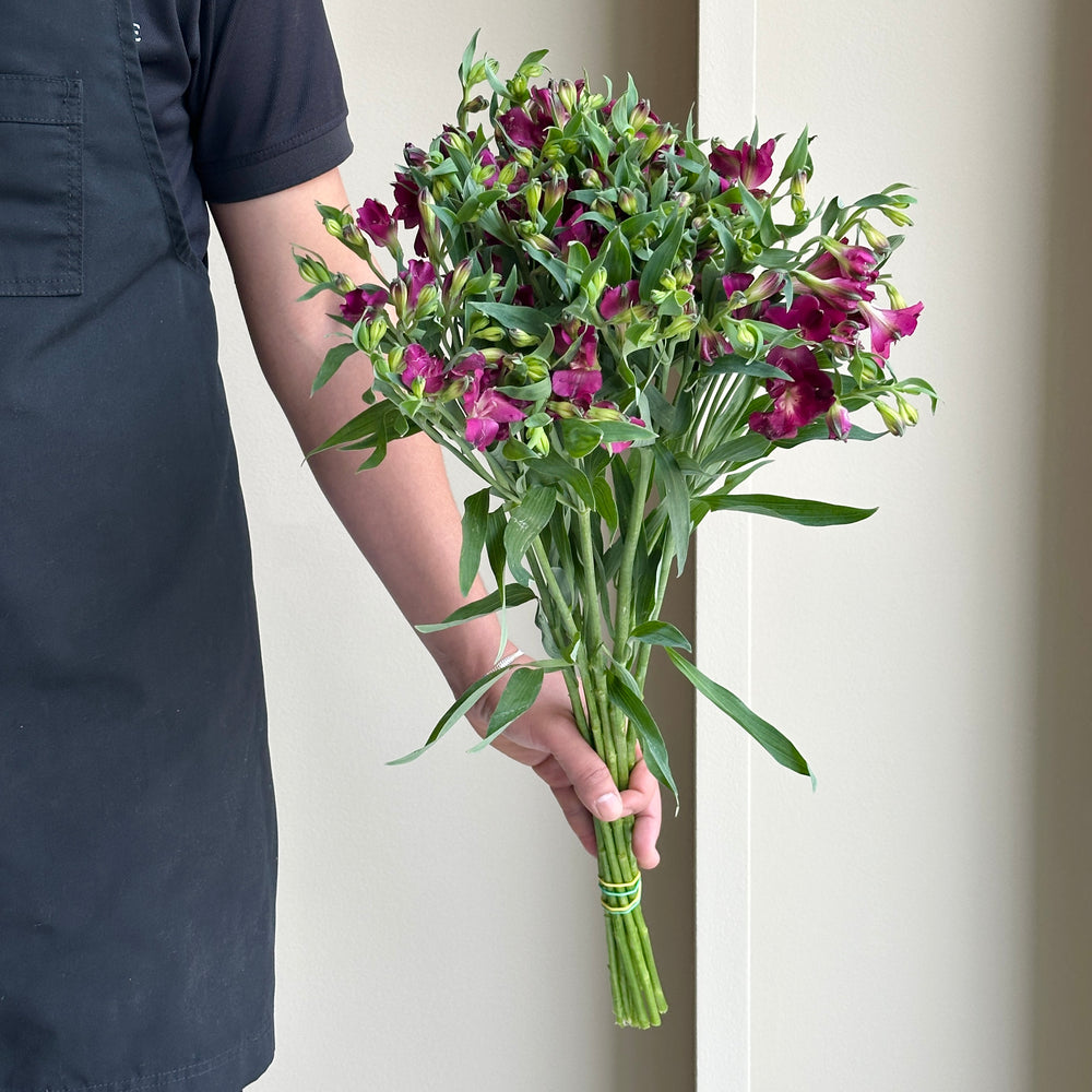 Alstroemerias - Fuchsia (10 stems)