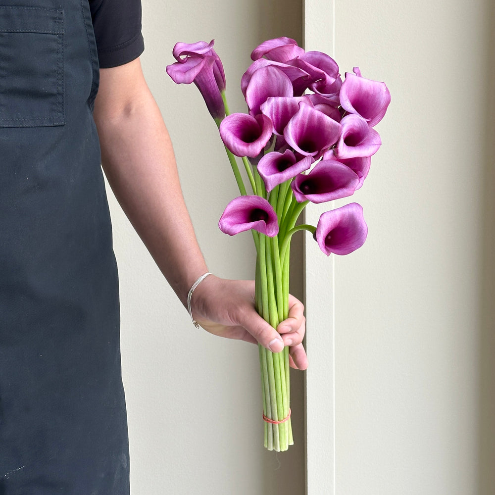 Calla Lilies - Durban Purple