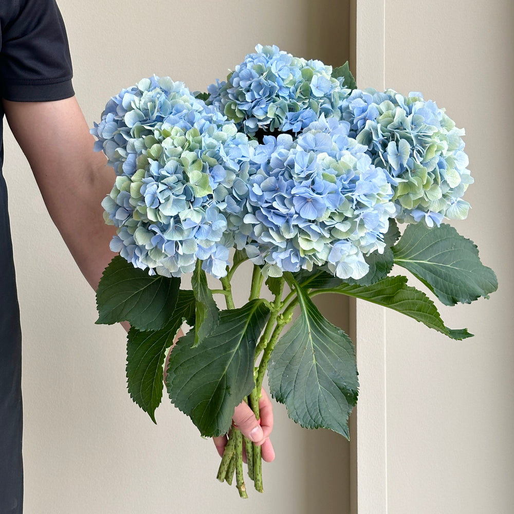 Hydrangeas - Verena Blue-Green