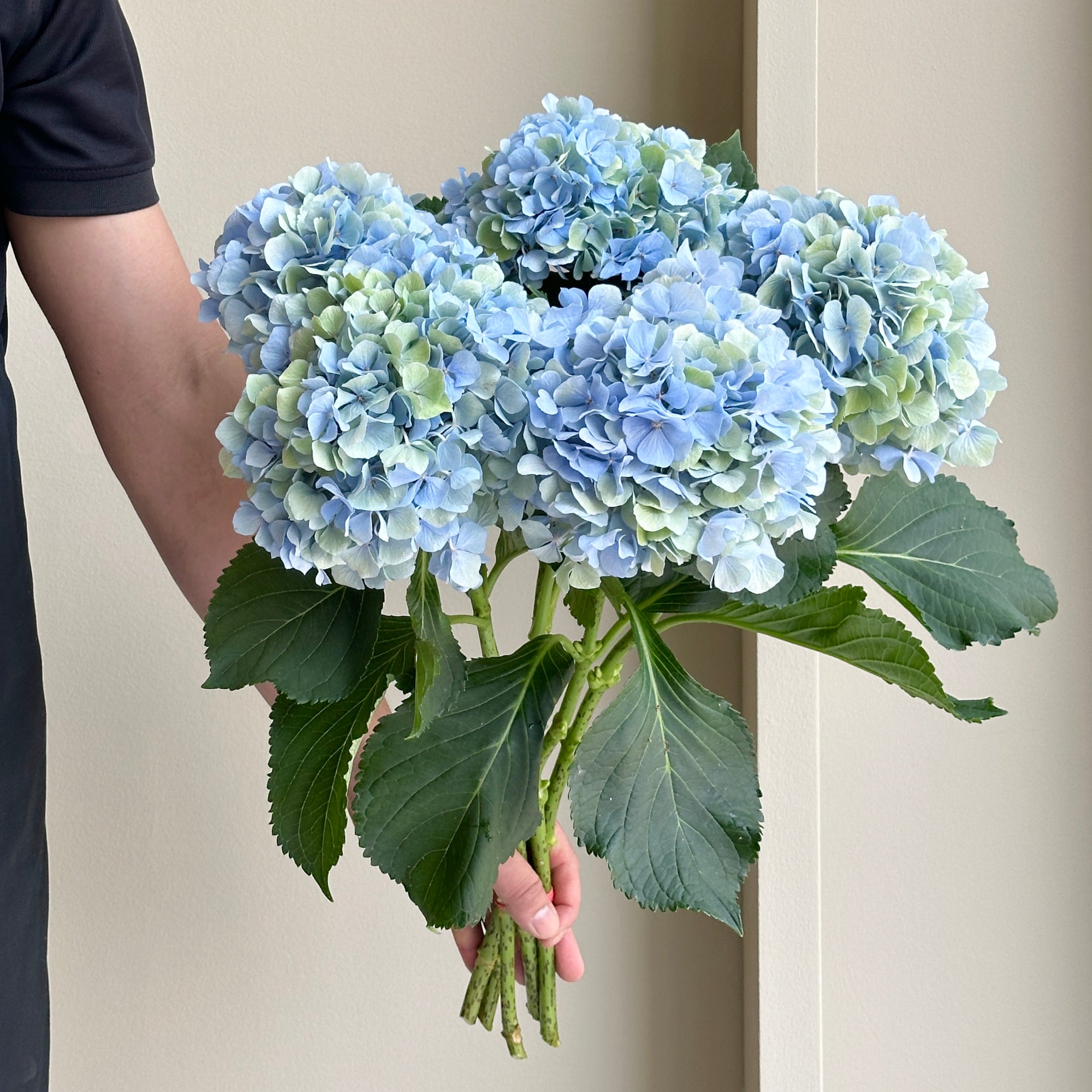 Hydrangeas - Verena Blue-Green