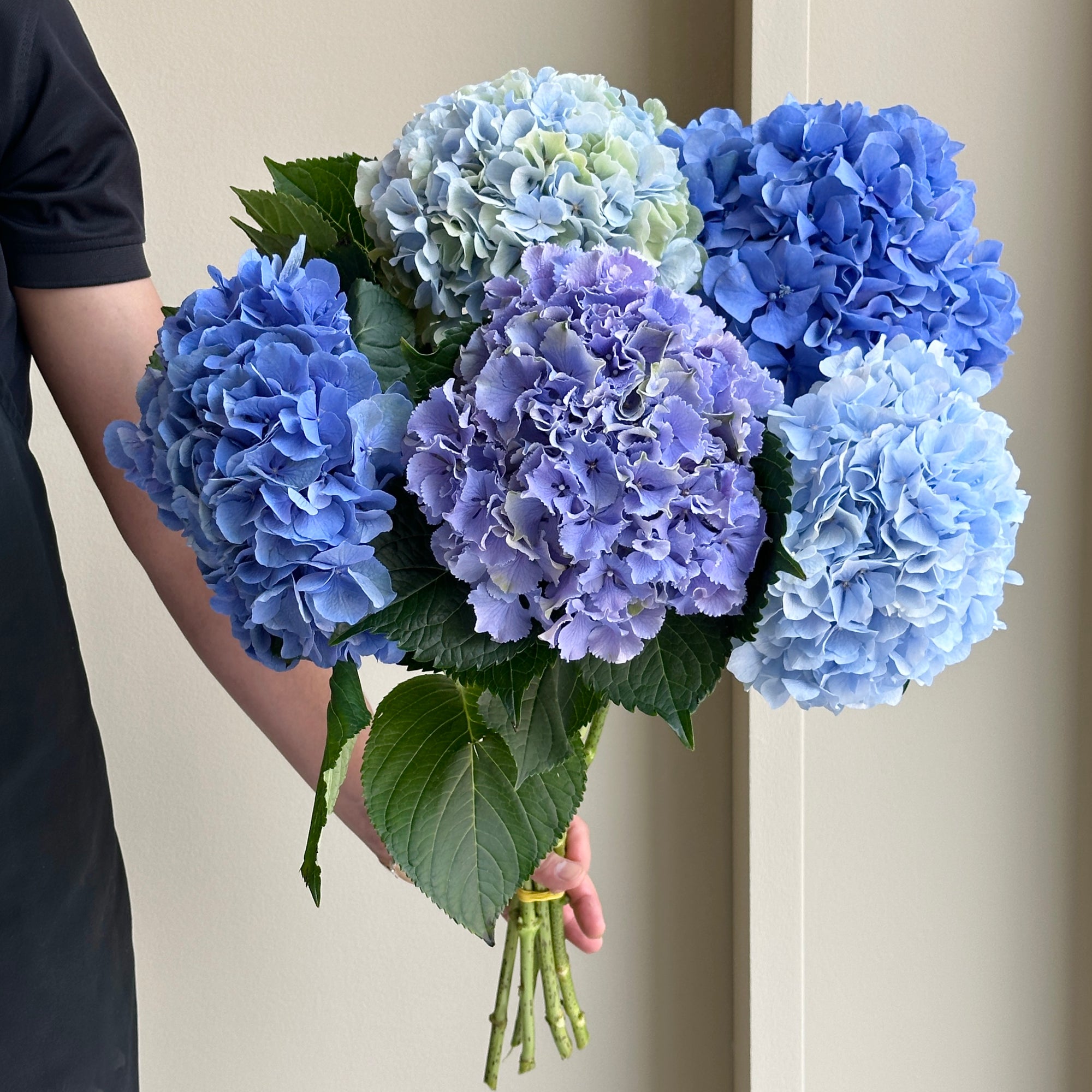 Hydrangeas - Assorted Blue