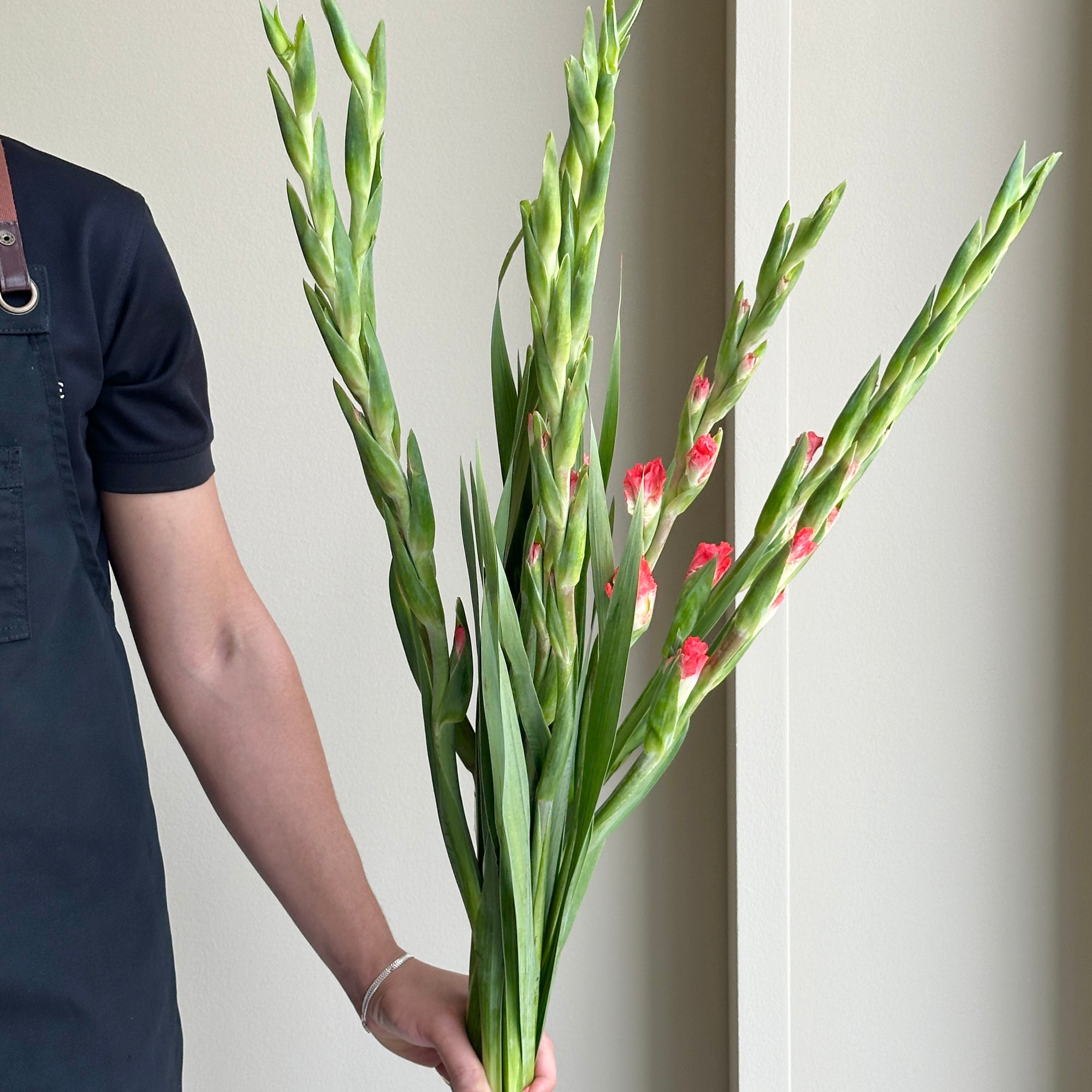Gladioli - Pink Lady Careless