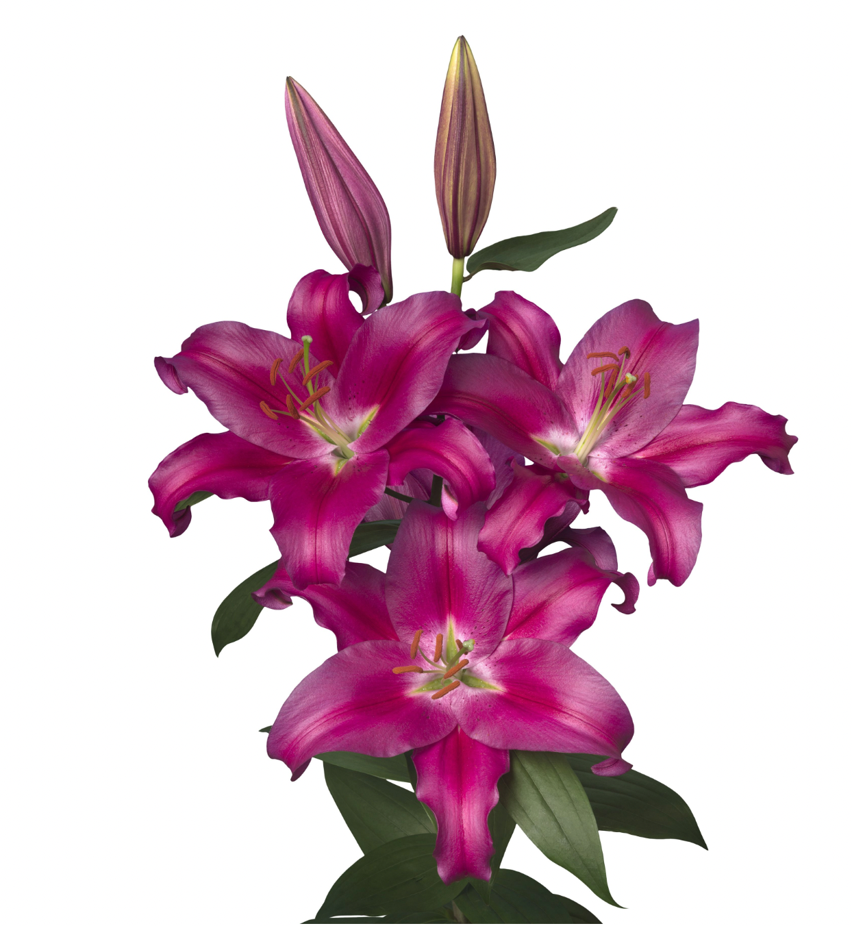 Lilies Oriental - Merapi Dark Pink