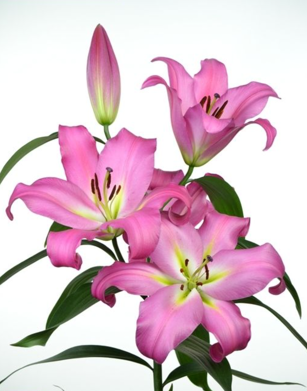 Lilies Orientpet - Maldano Pink