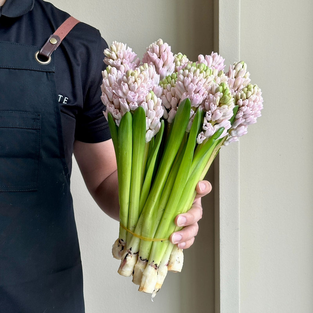 Hyacinthus - China Pink