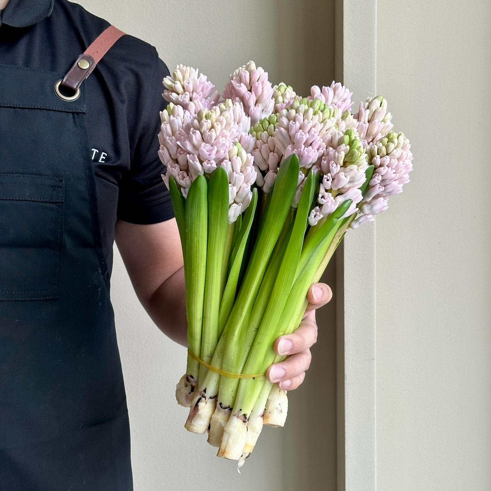 Hyacinthus - China Pink