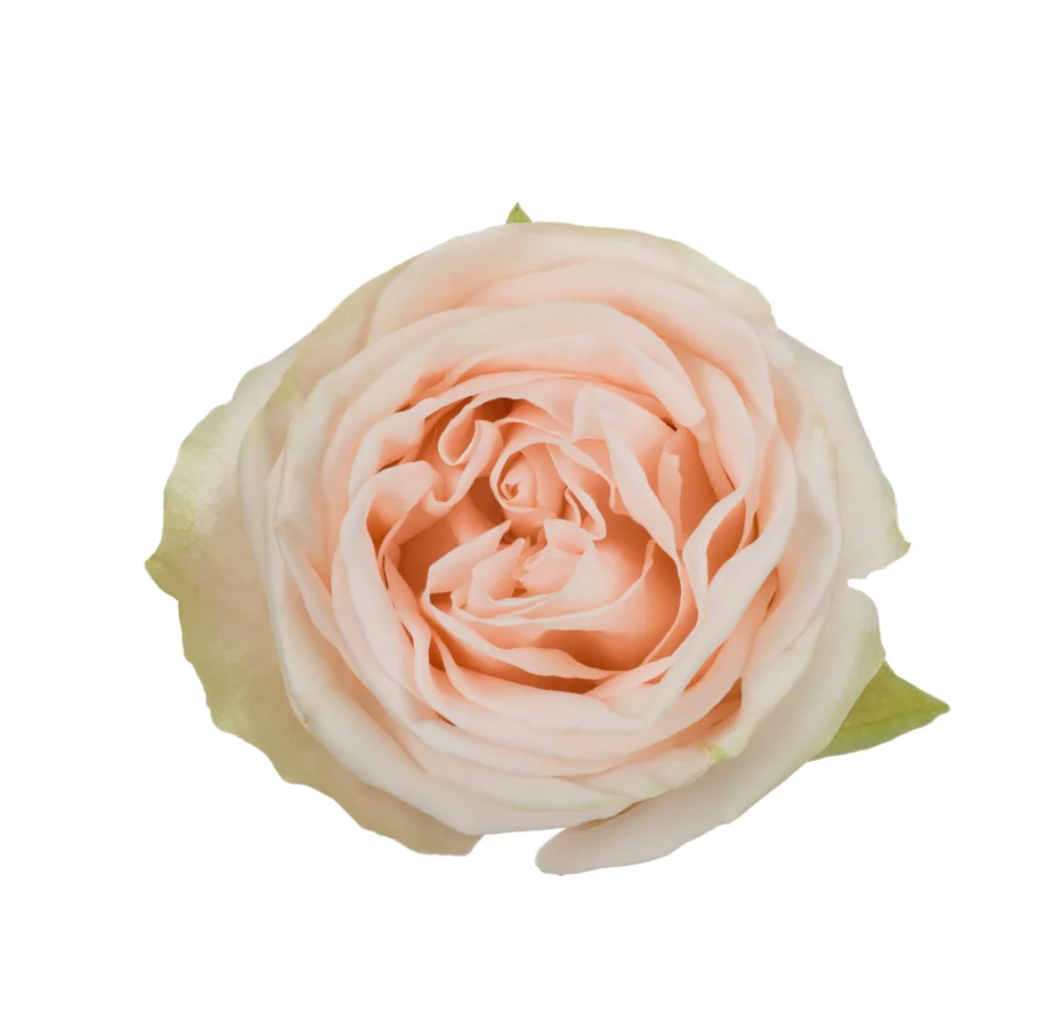 Roses - Wedding Spirit Peach