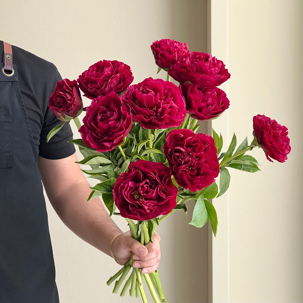 Peonies - Old Faithful Red