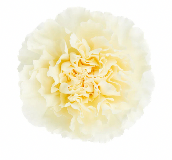 RODAS_Creme_Carnation_bloom_2022-06-16