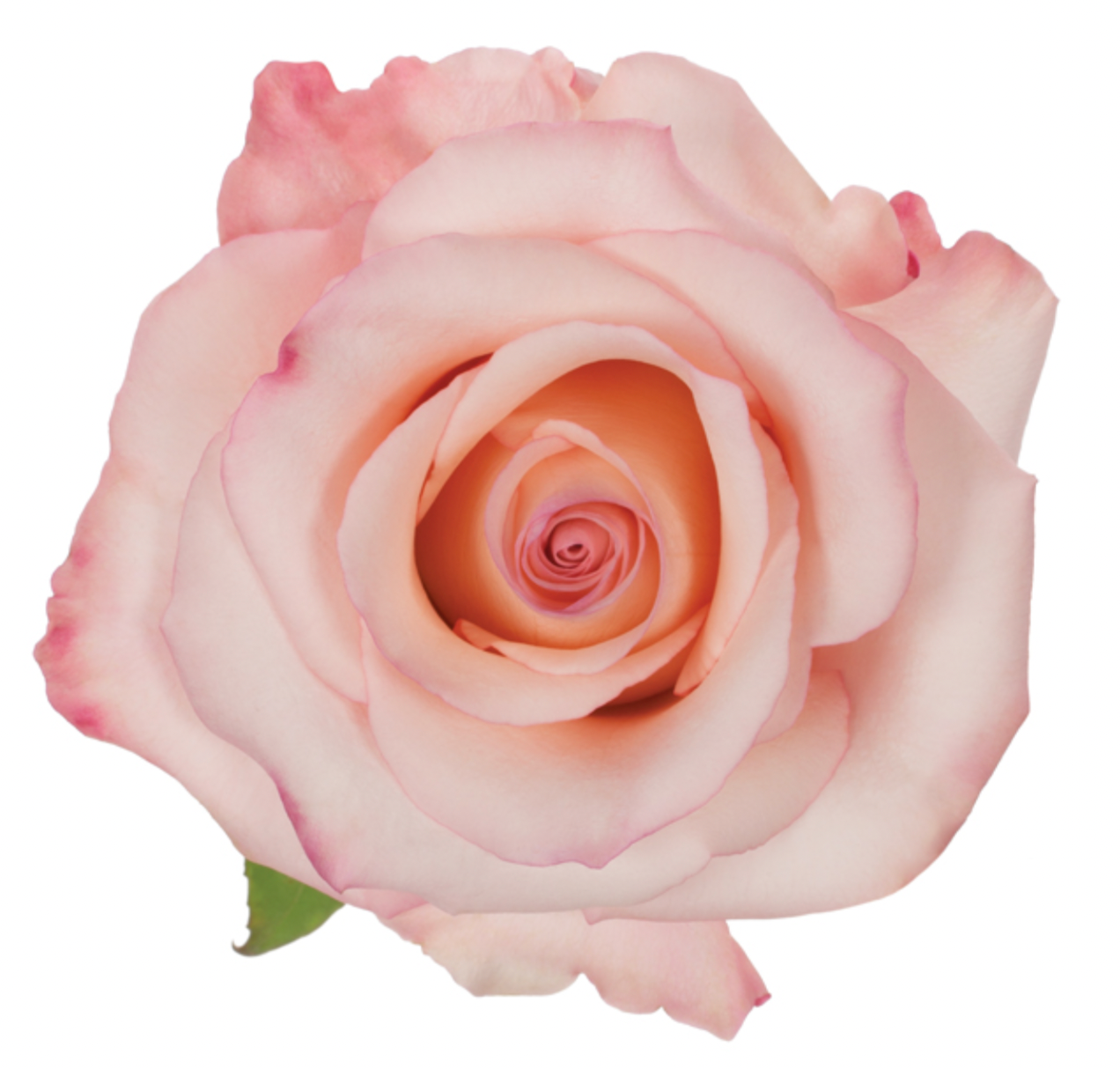Roses - Rhoslyn Rose Pink