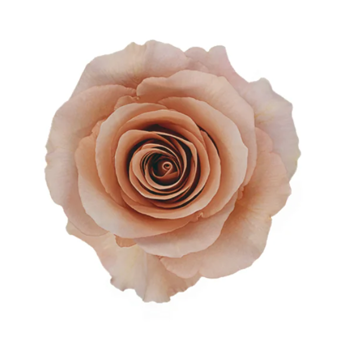 Roses - Moab Sandy Brown (20 stems - 70cm)