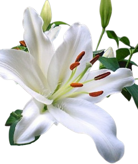 Lilies Oriental - Santander White