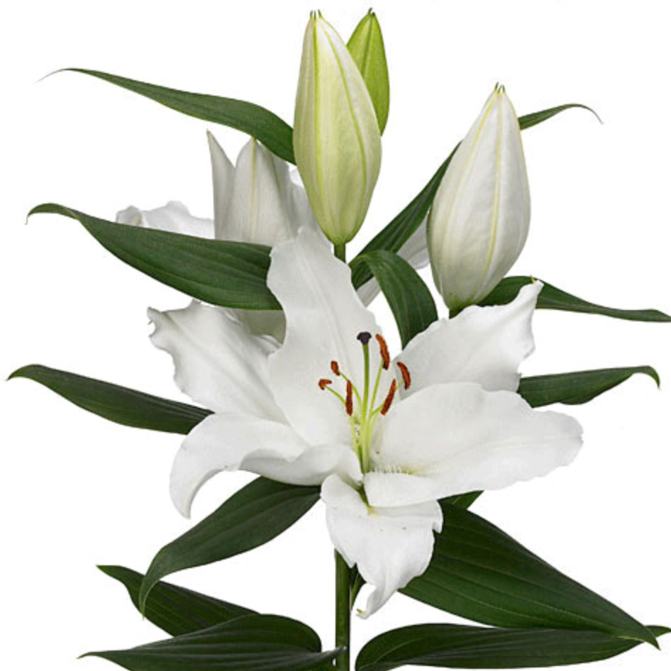 Lilies Oriental - Severn White