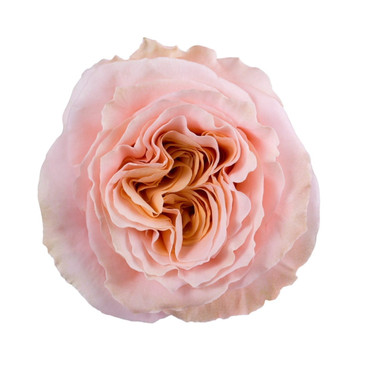 Roses - Shimmer Peach