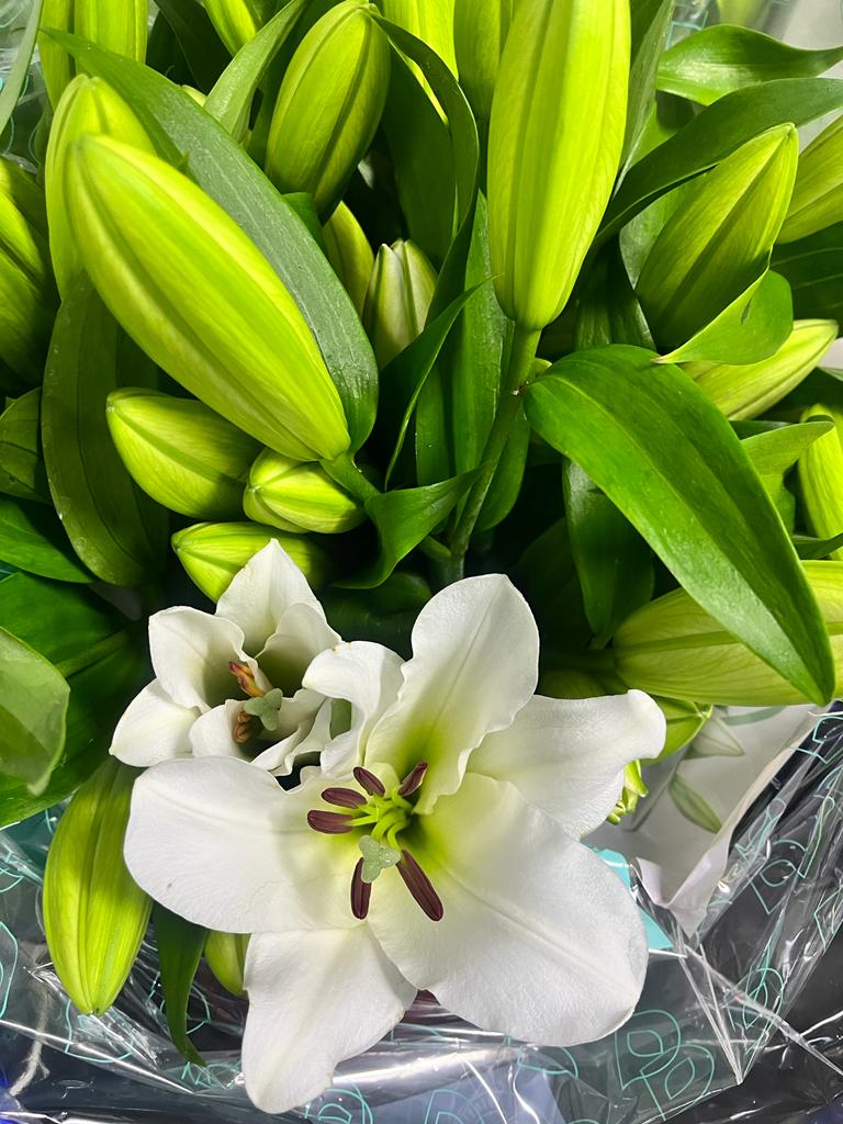 Lilies Orientpet - Tisento White