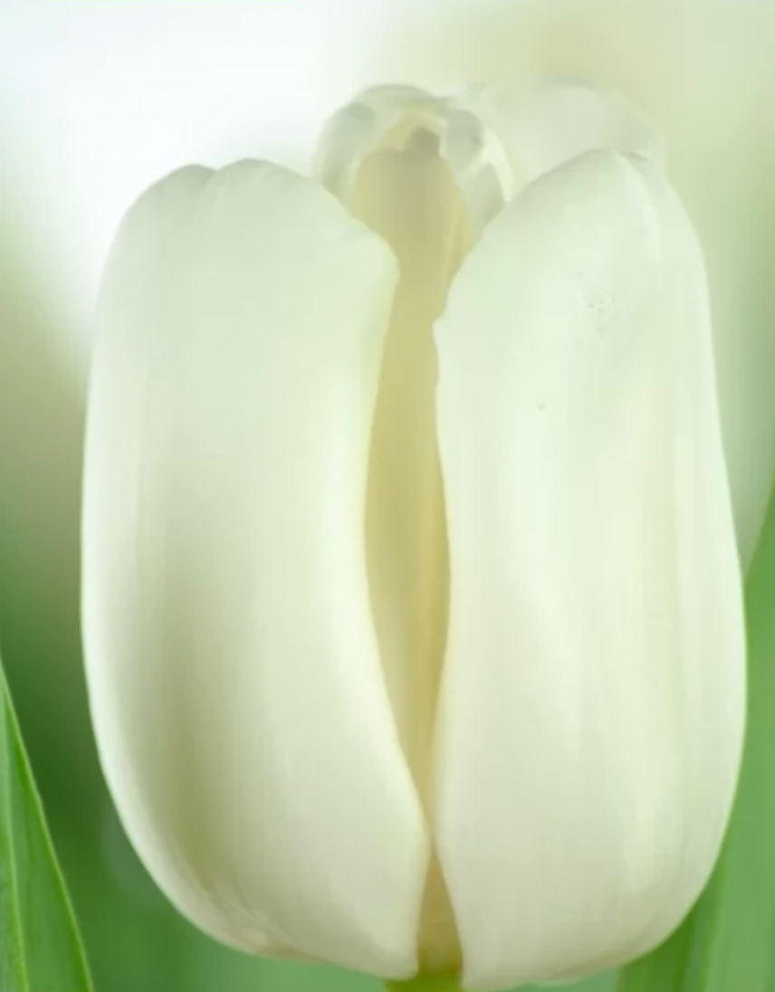 Tulips - Update White