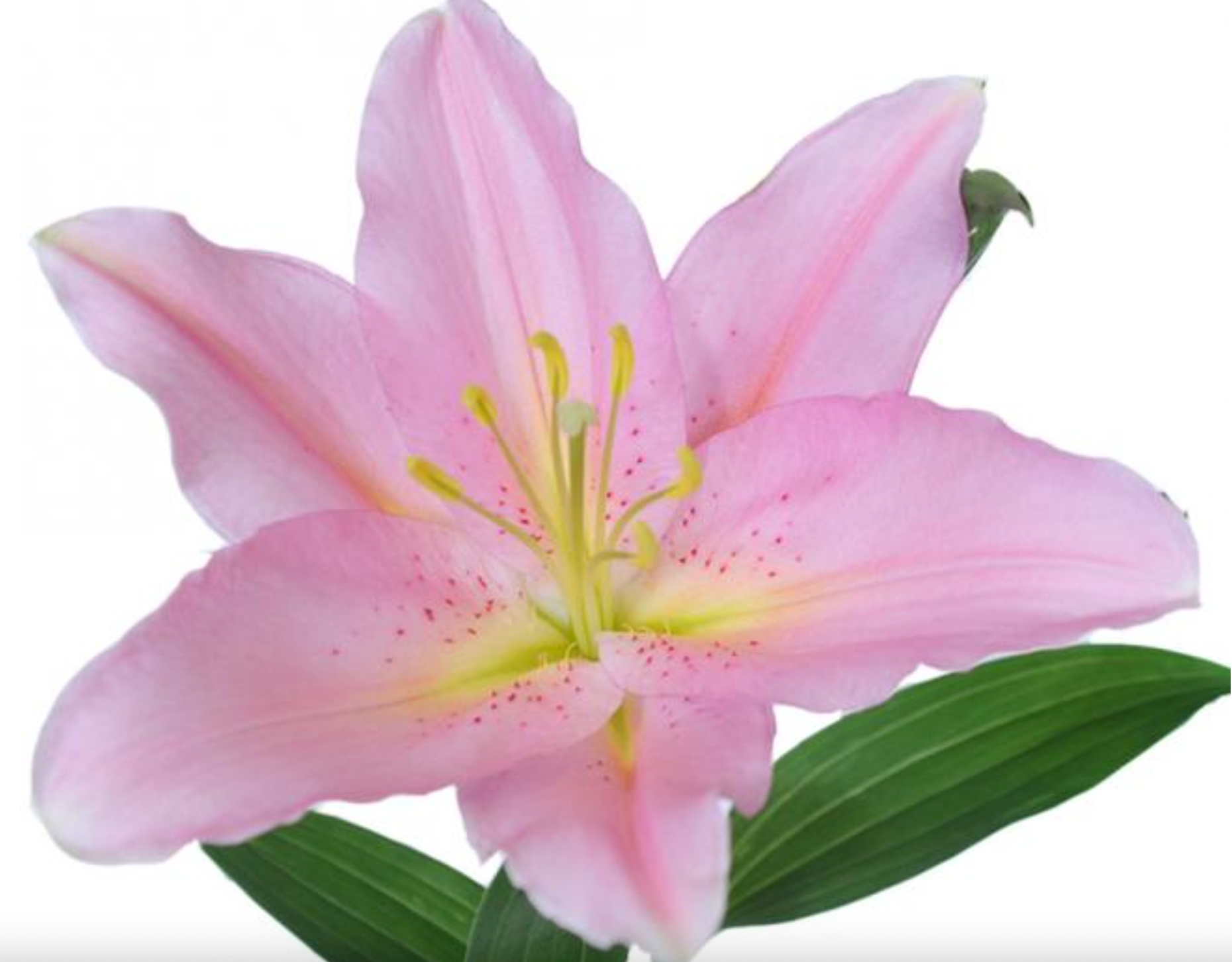 Lilies Oriental - Vendome Rose Pink