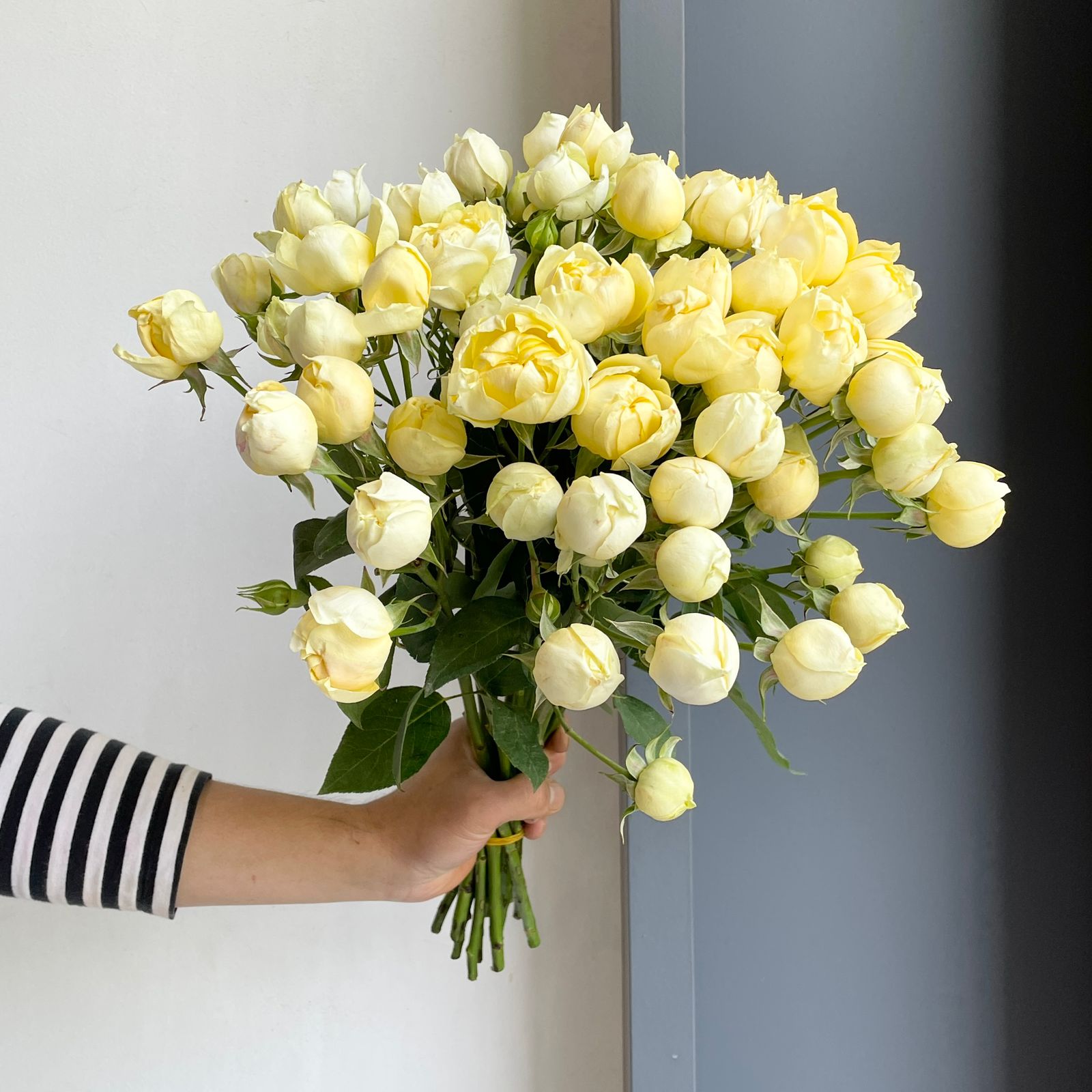 Spray Roses - Julietta Limonchello