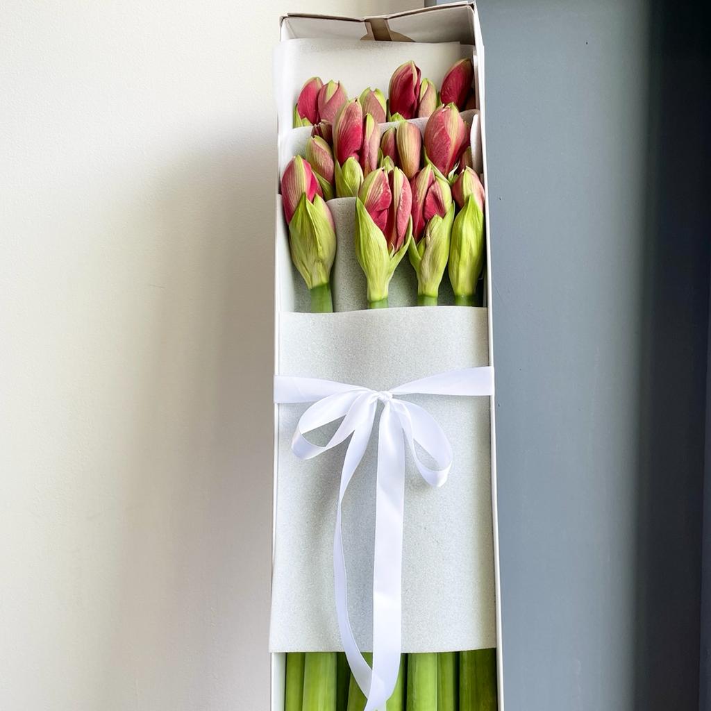 Amaryllis Lilac Favourite (15 Stems)