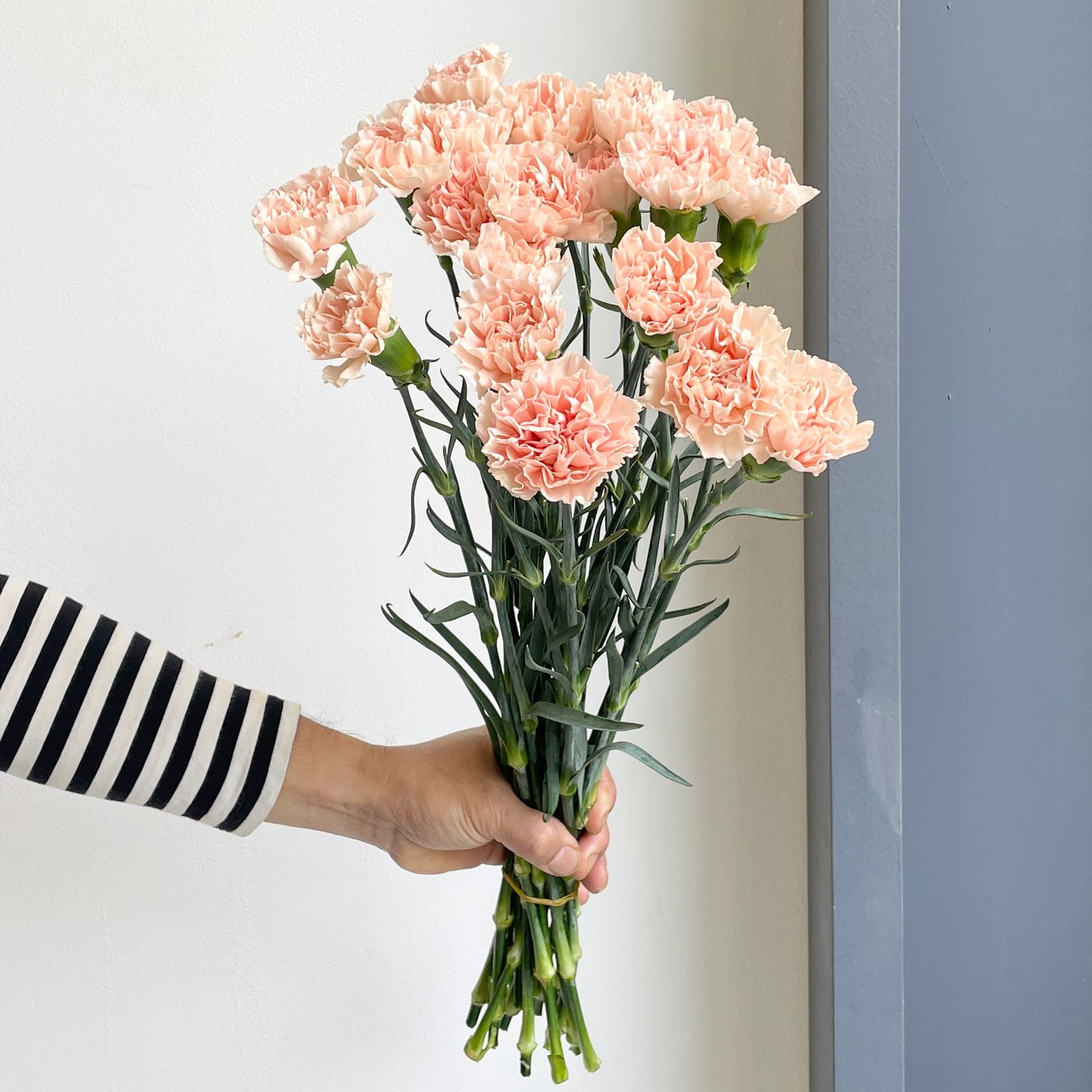 Carnations - Single Noviado Peach