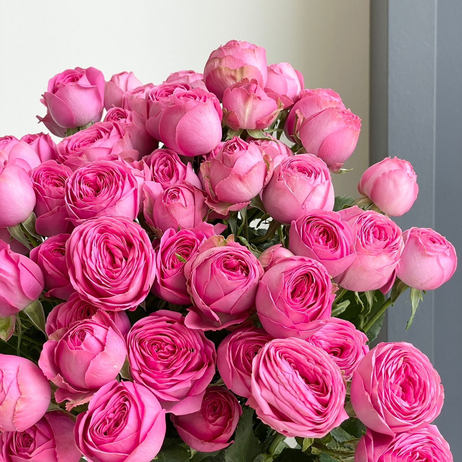 Spray Roses - Giselle Deep Pink