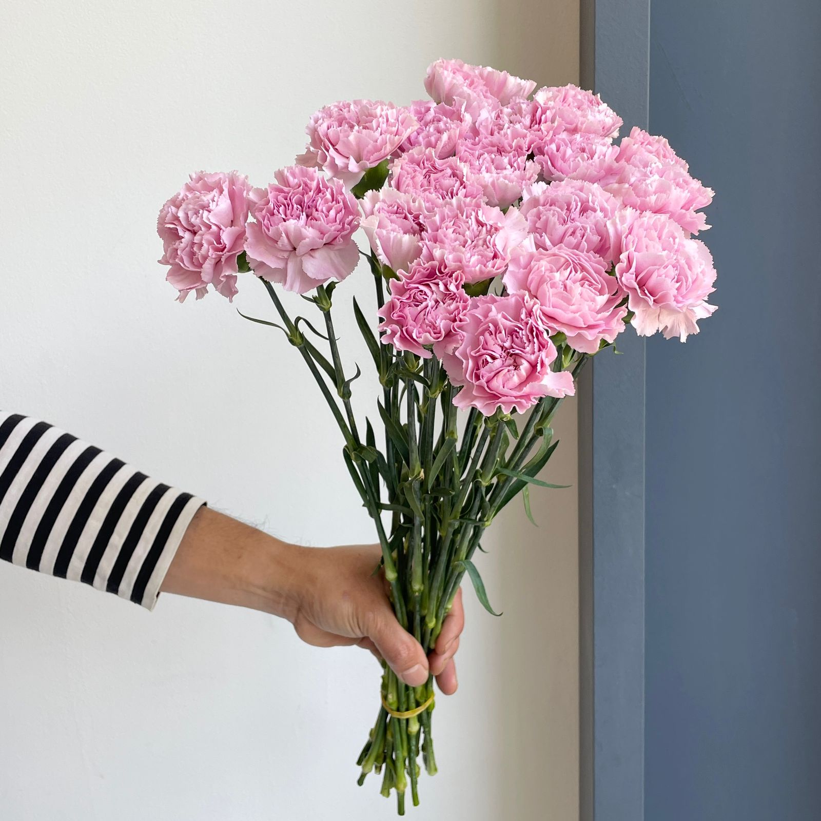 Carnations - Clear Water Lavender