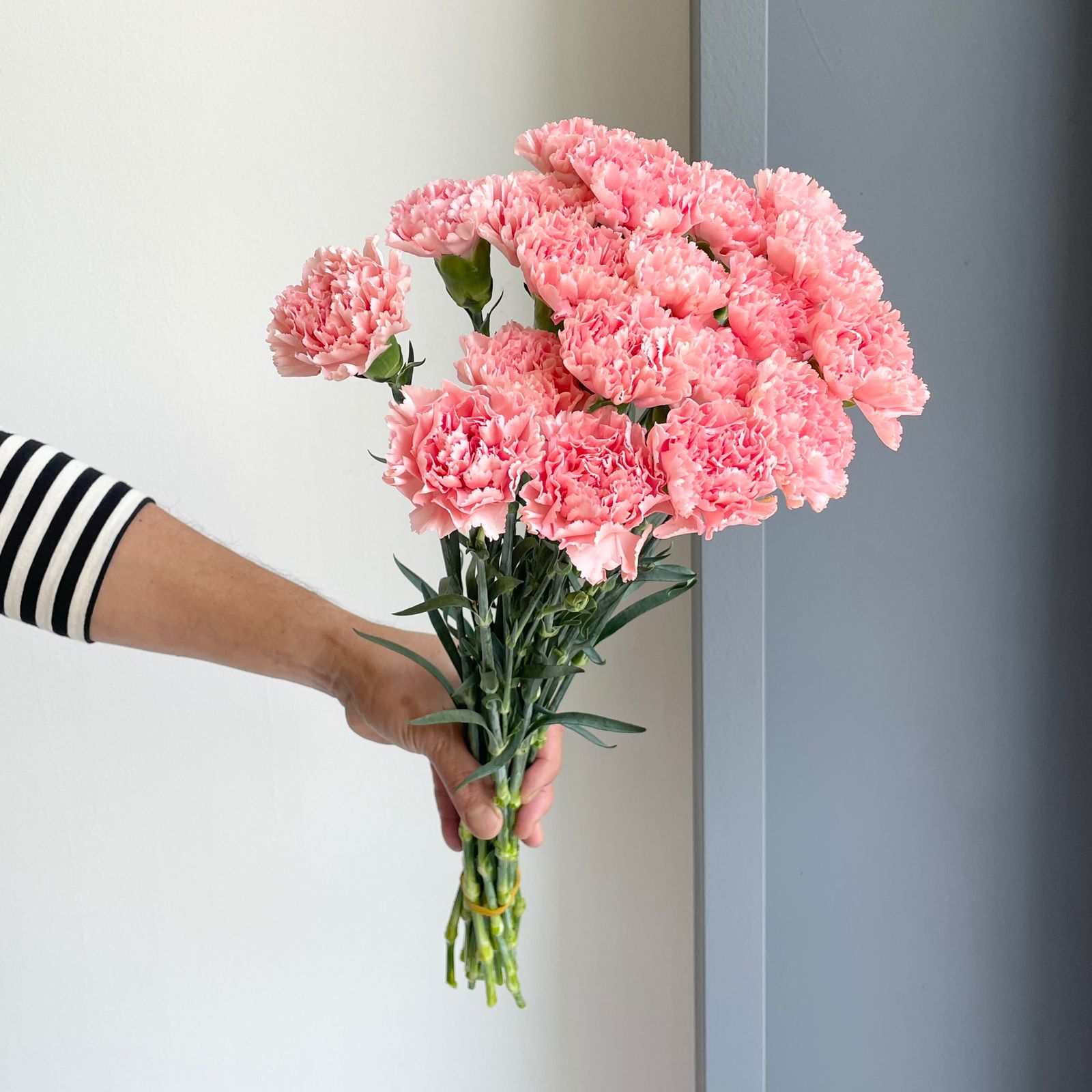Carnations - Dark Pink