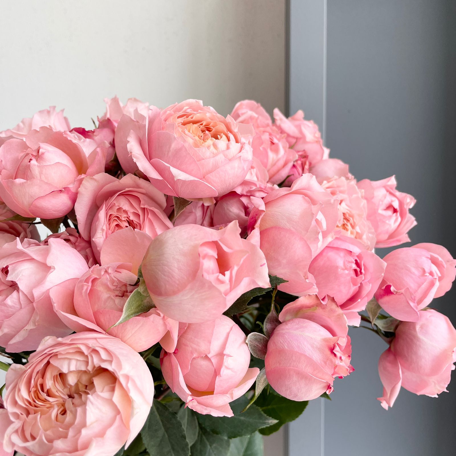 Spray Roses - Julietta Spray Pink