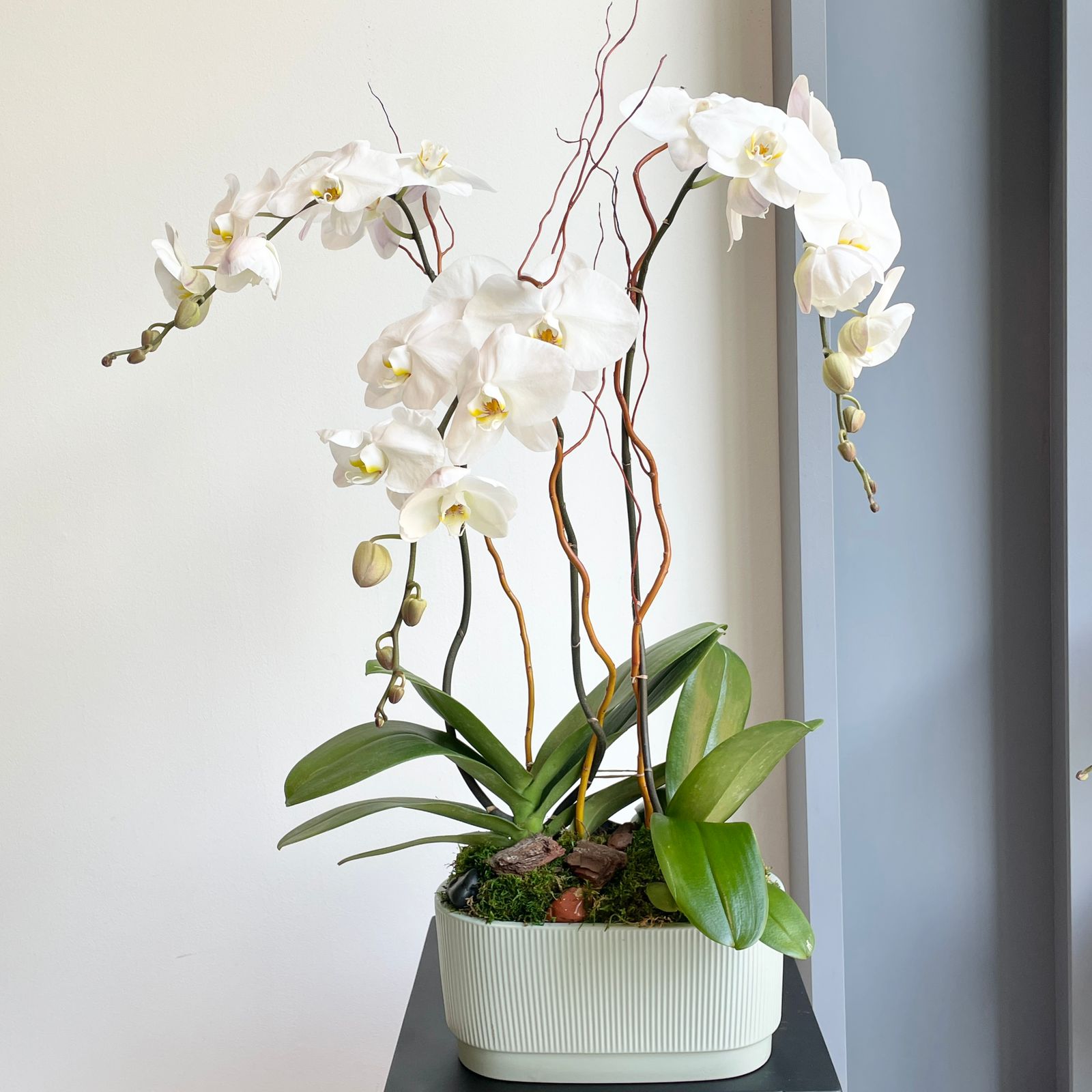 Phalaenopsis Plant - White