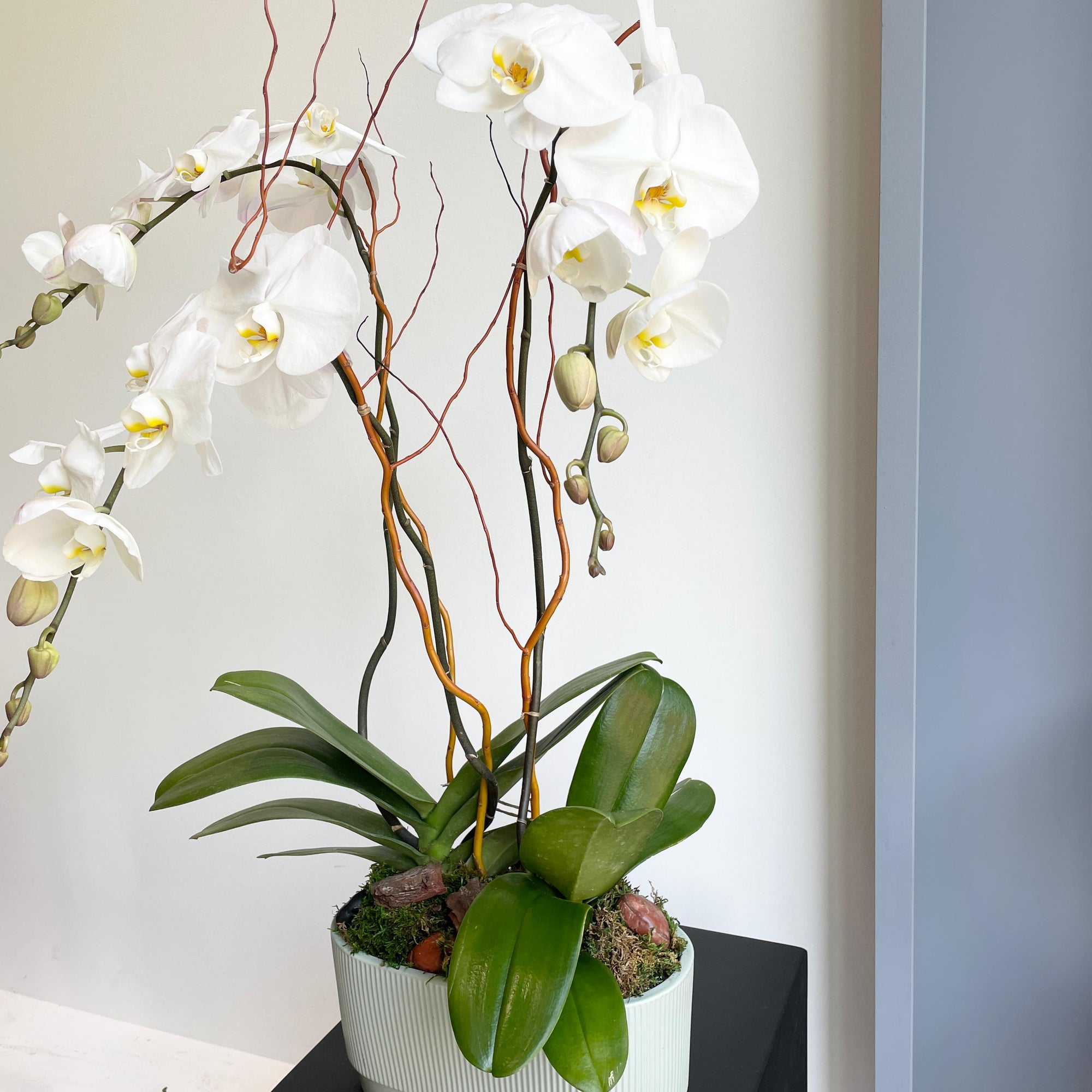 Phalaenopsis Plant - White